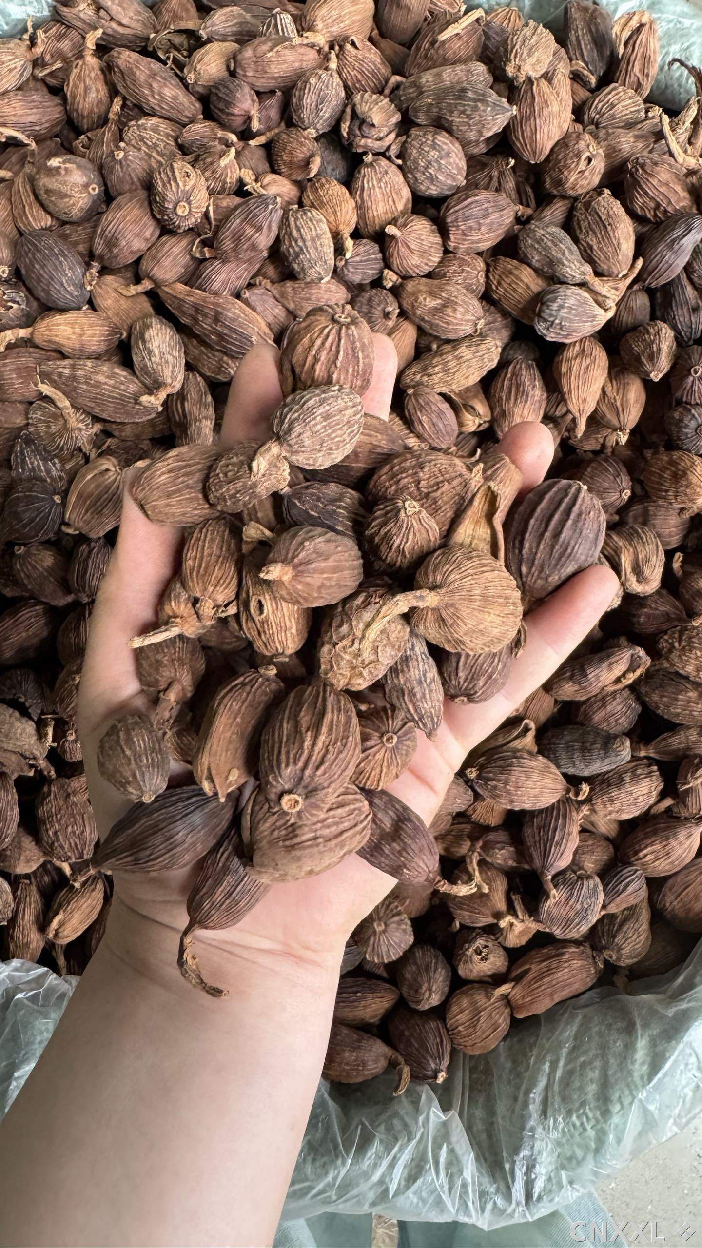 spice_11953_da00d1cd_1.jpg