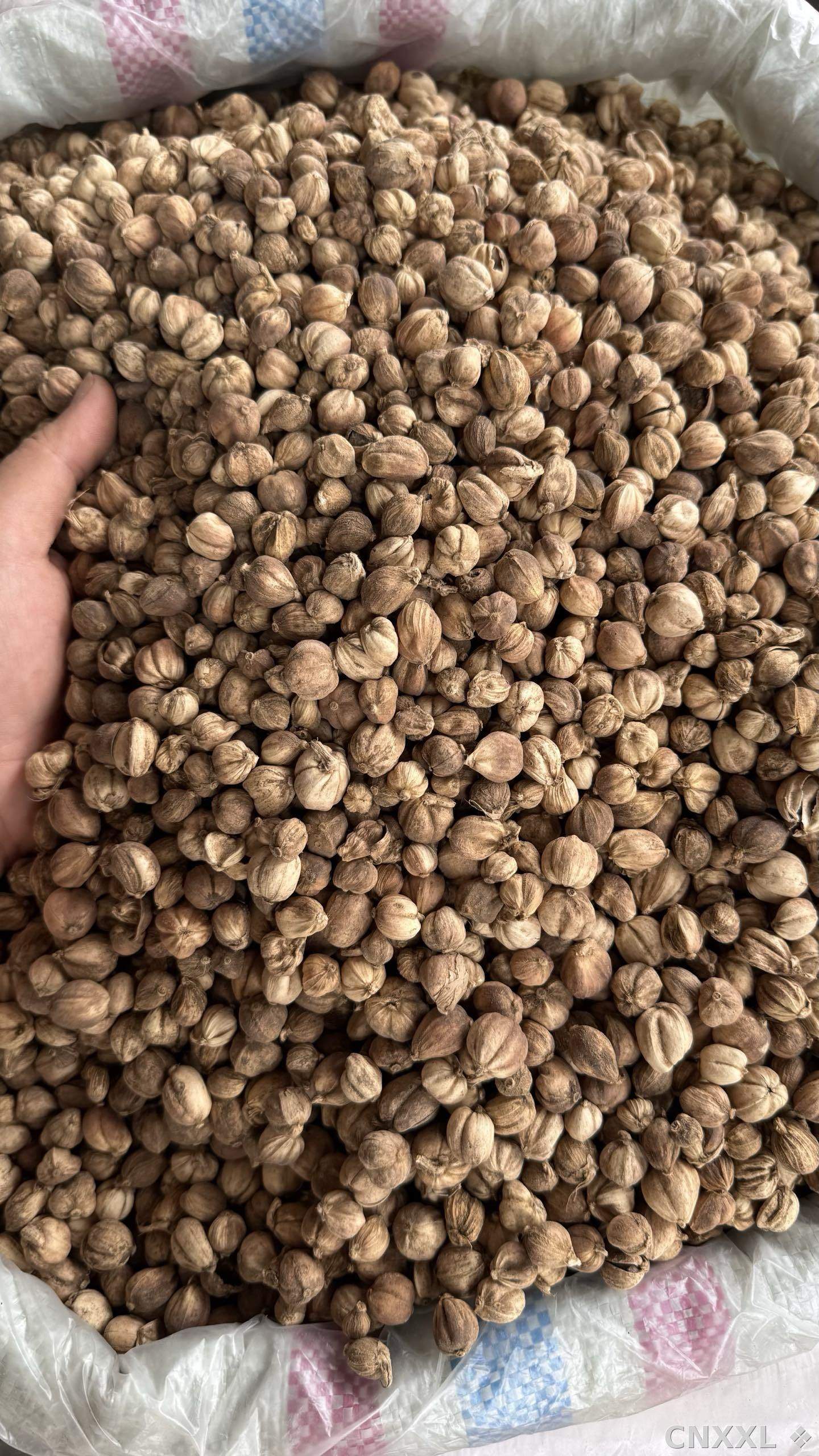 spice_11985_aad5d28c_3.jpg