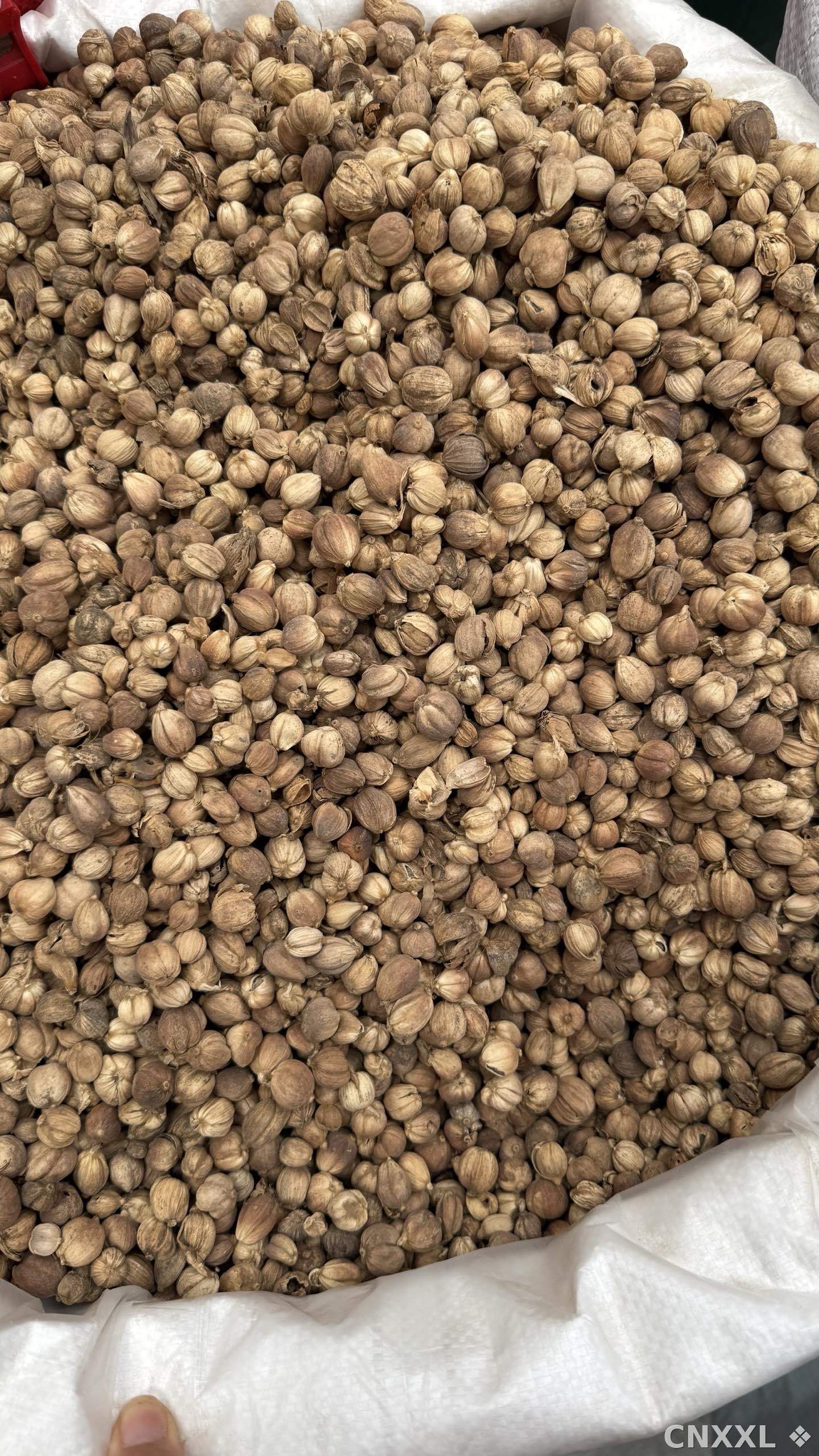 spice_11989_7c167cb7_3.jpg