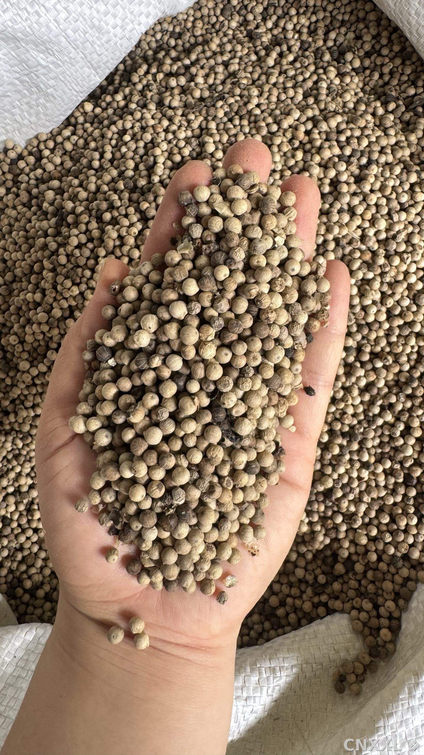 spice_12403_9da849f6_2.jpg