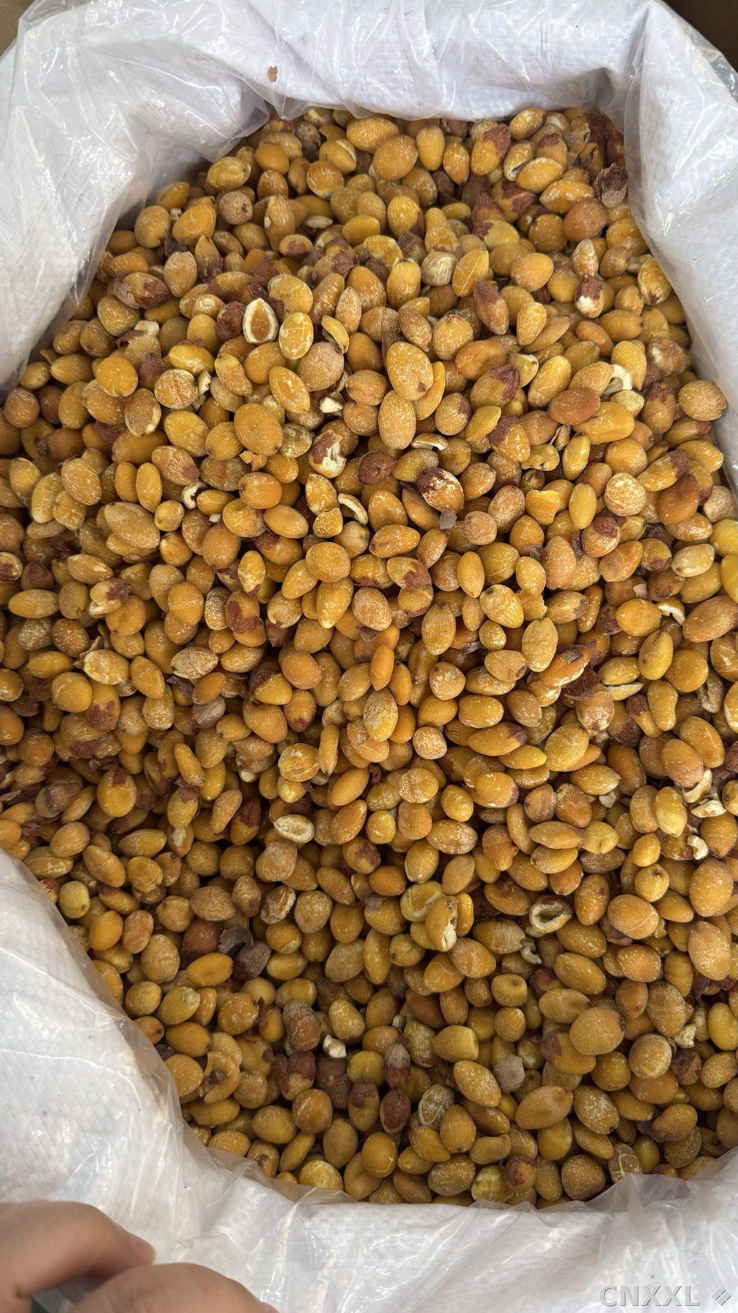 spice_12436_c8fa7932_3.jpg