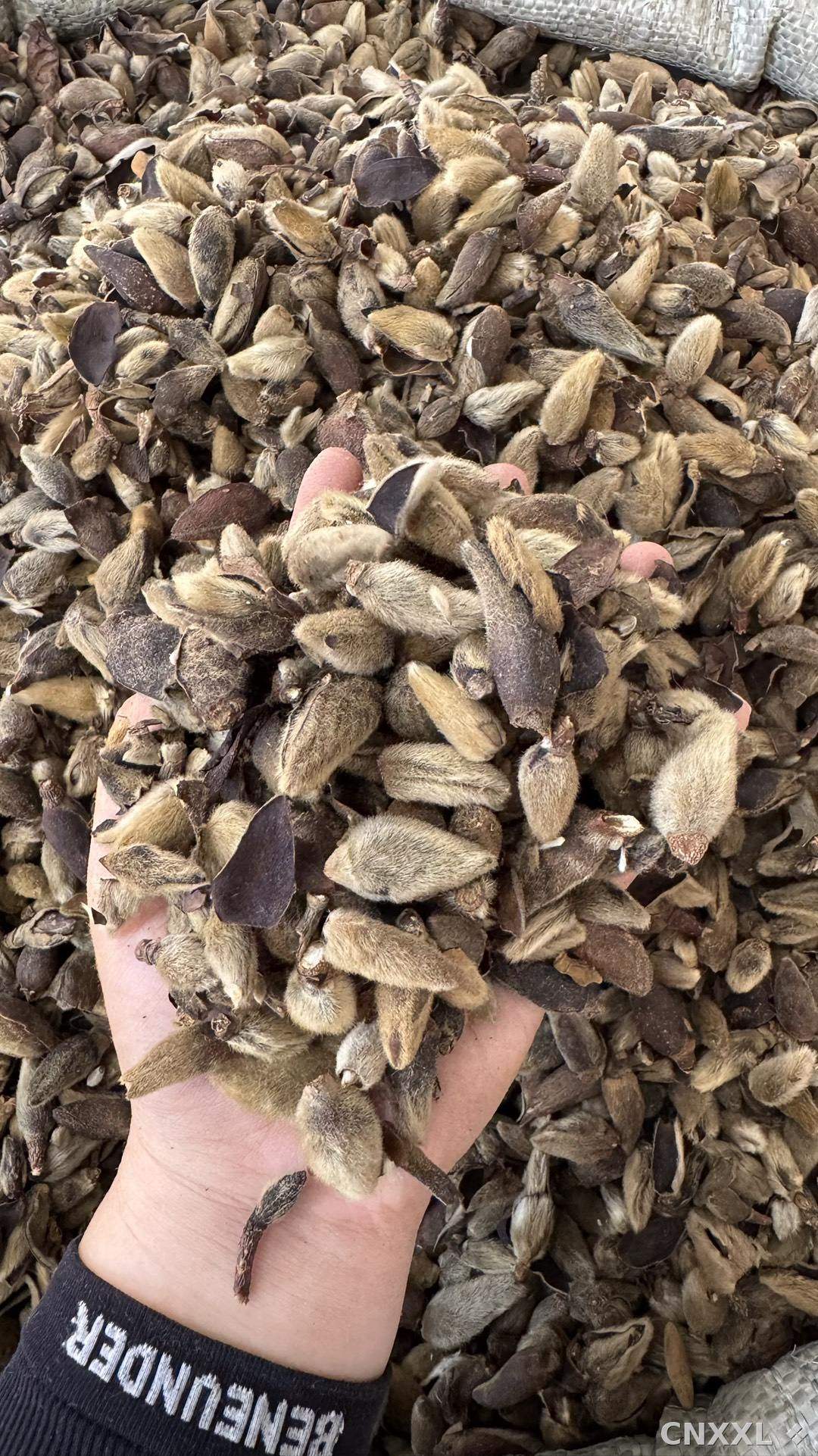spice_12439_408ce0a5_2.jpg