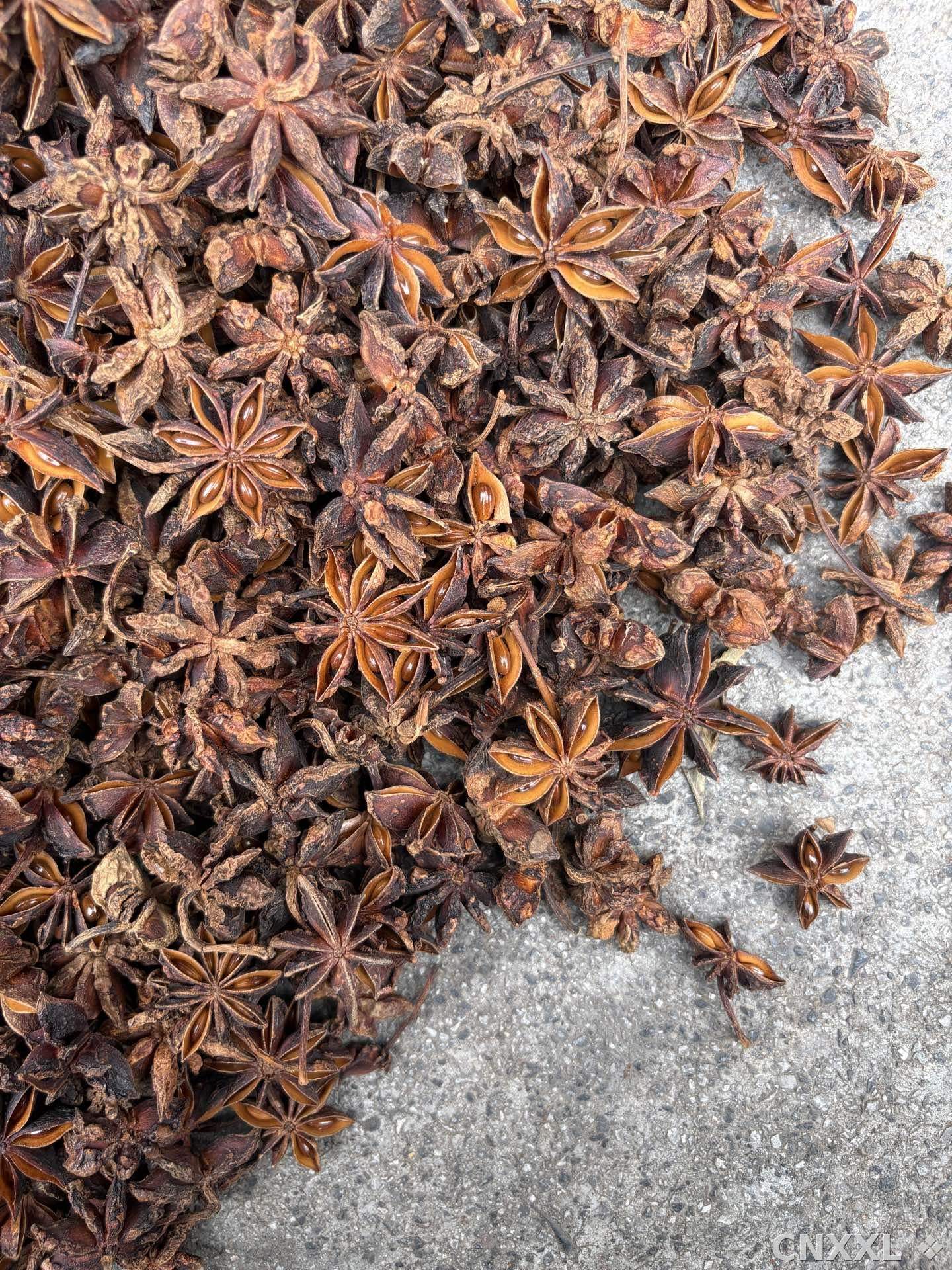 spice_1246607_9a46b84f_3.jpg