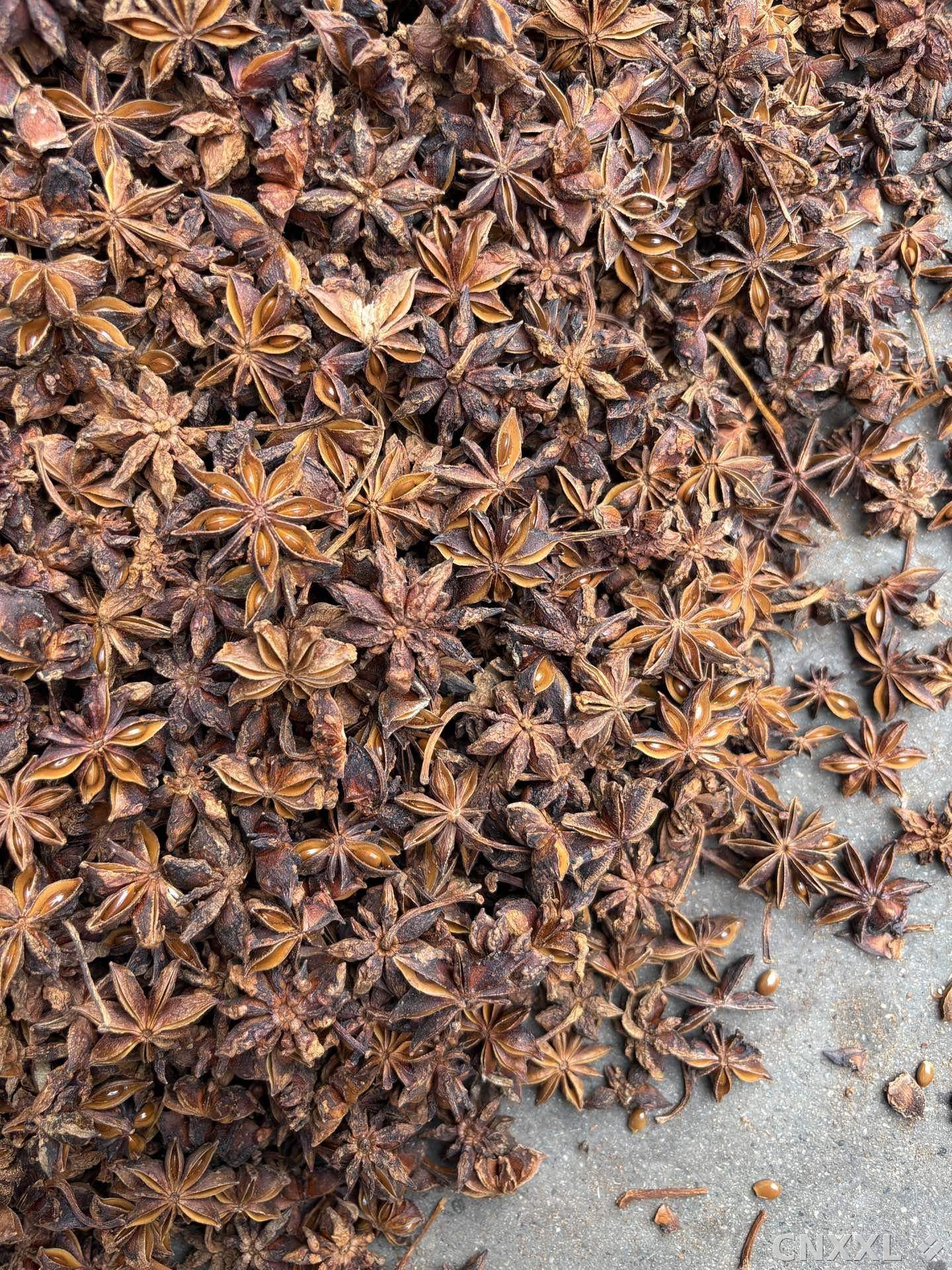 spice_1246608_bc90057f_3.jpg