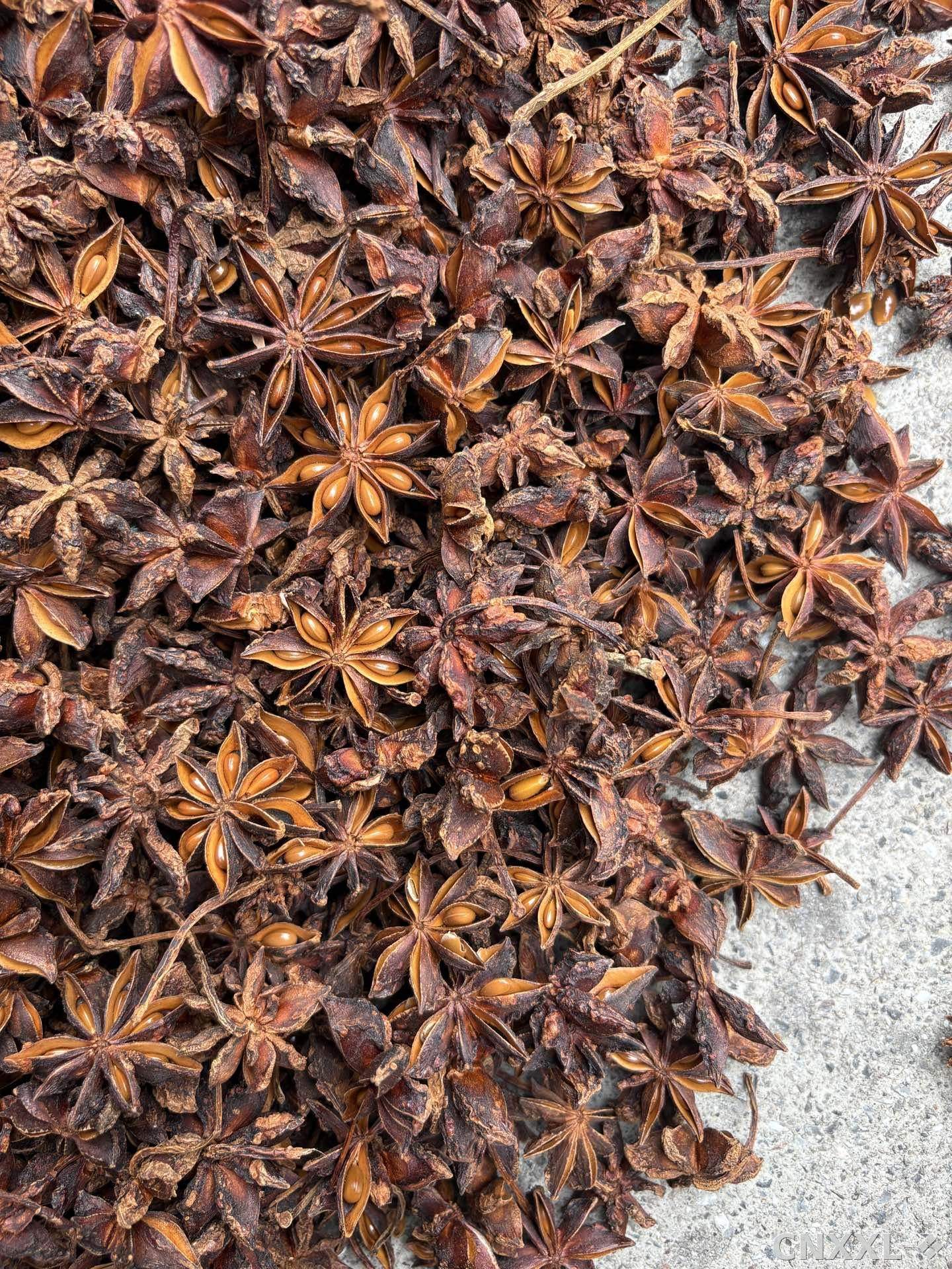 spice_1246609_65a0985c_3.jpg