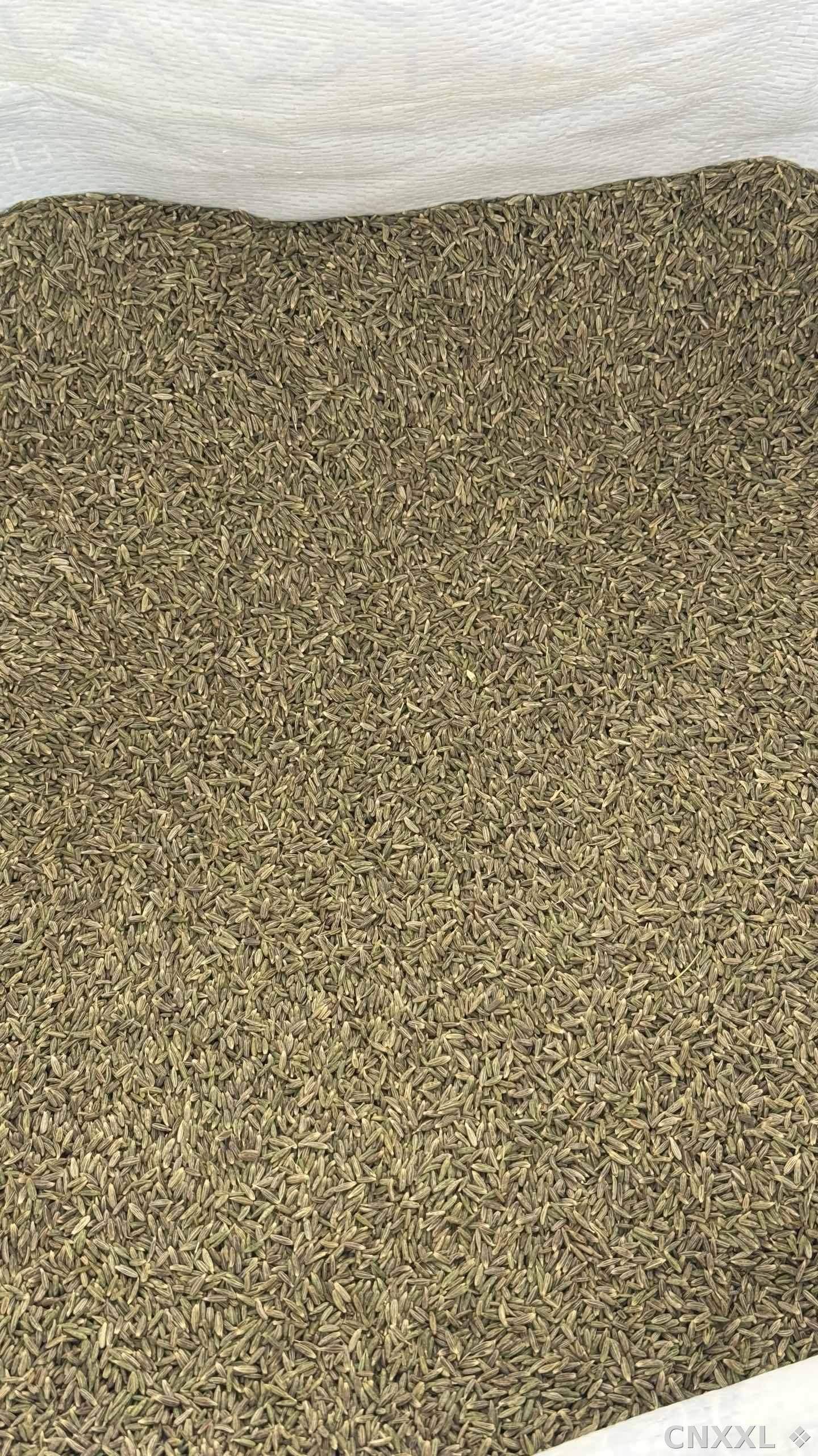 spice_1251645_42da8e8b_2.jpg