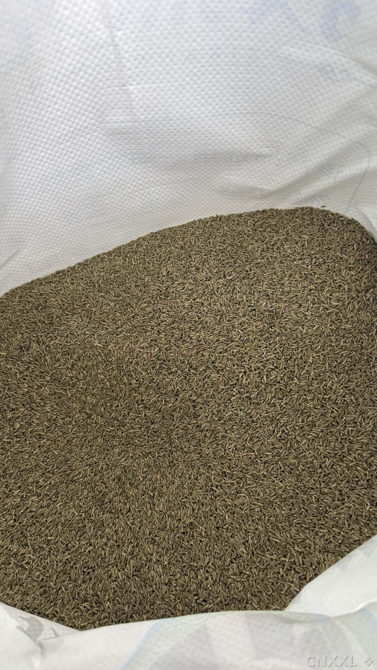 spice_1251646_fac47ca9_2.jpg