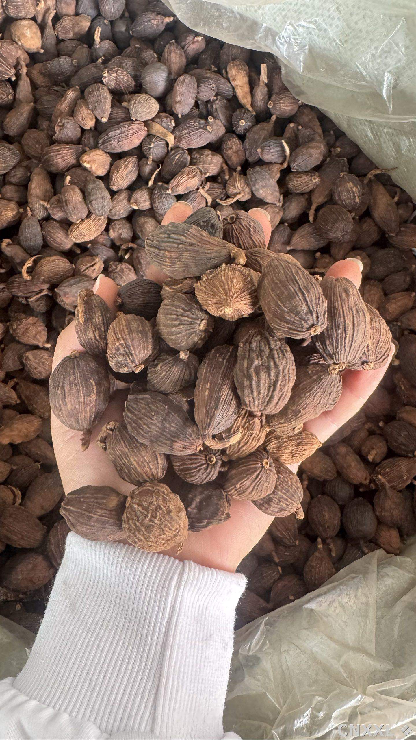 spice_12689_16887b4e_2.jpg