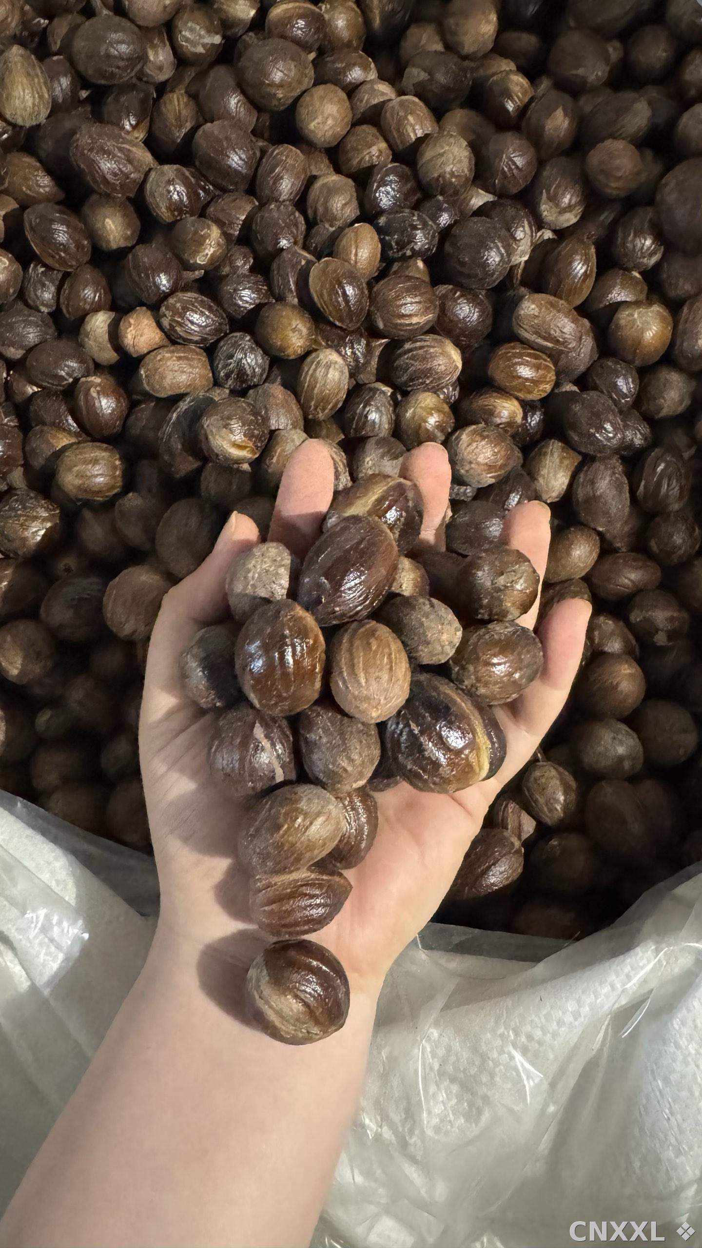 spice_12692_e1ee66f1_1.jpg