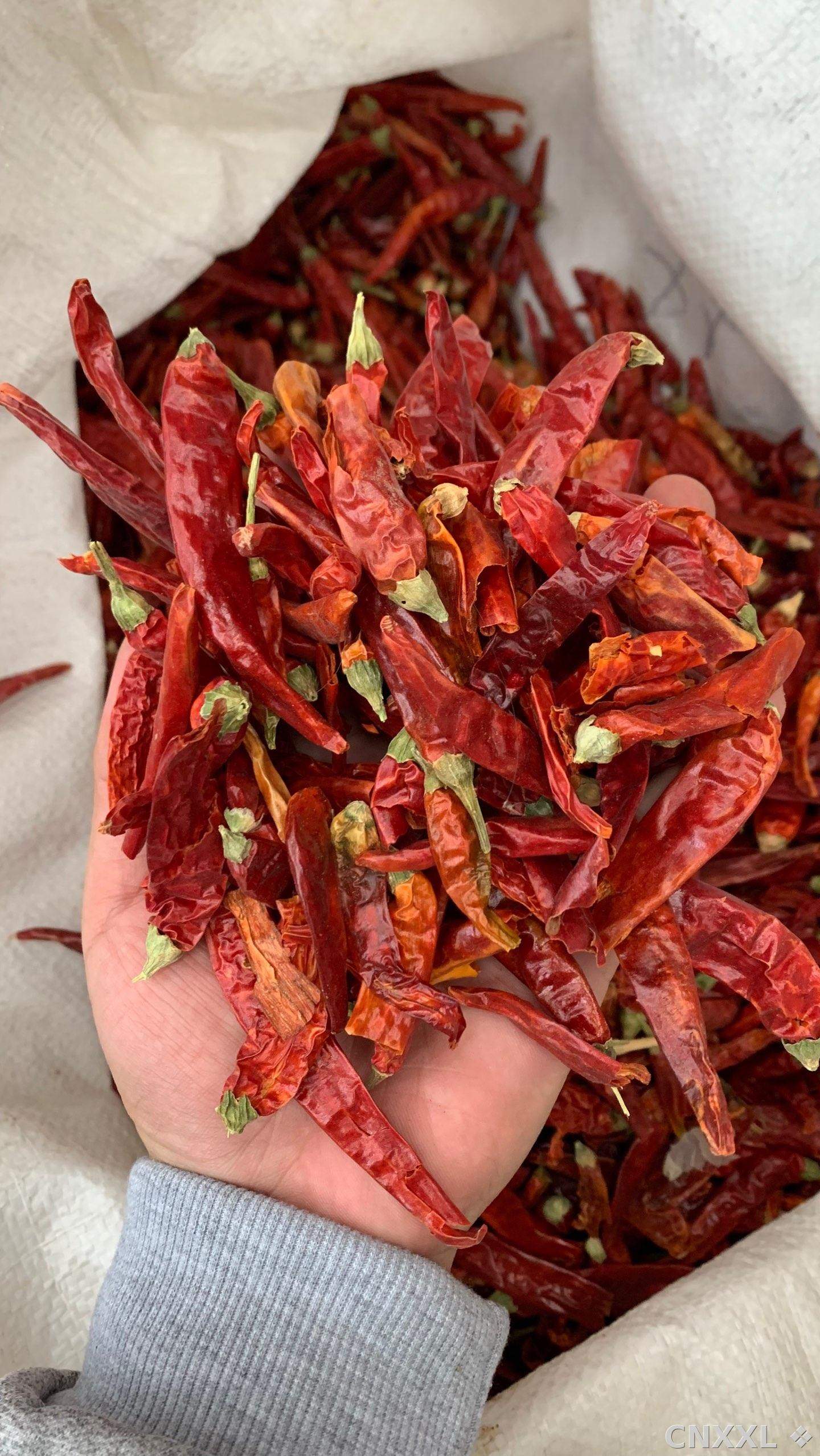 spice_12991_5626f259_1.jpg