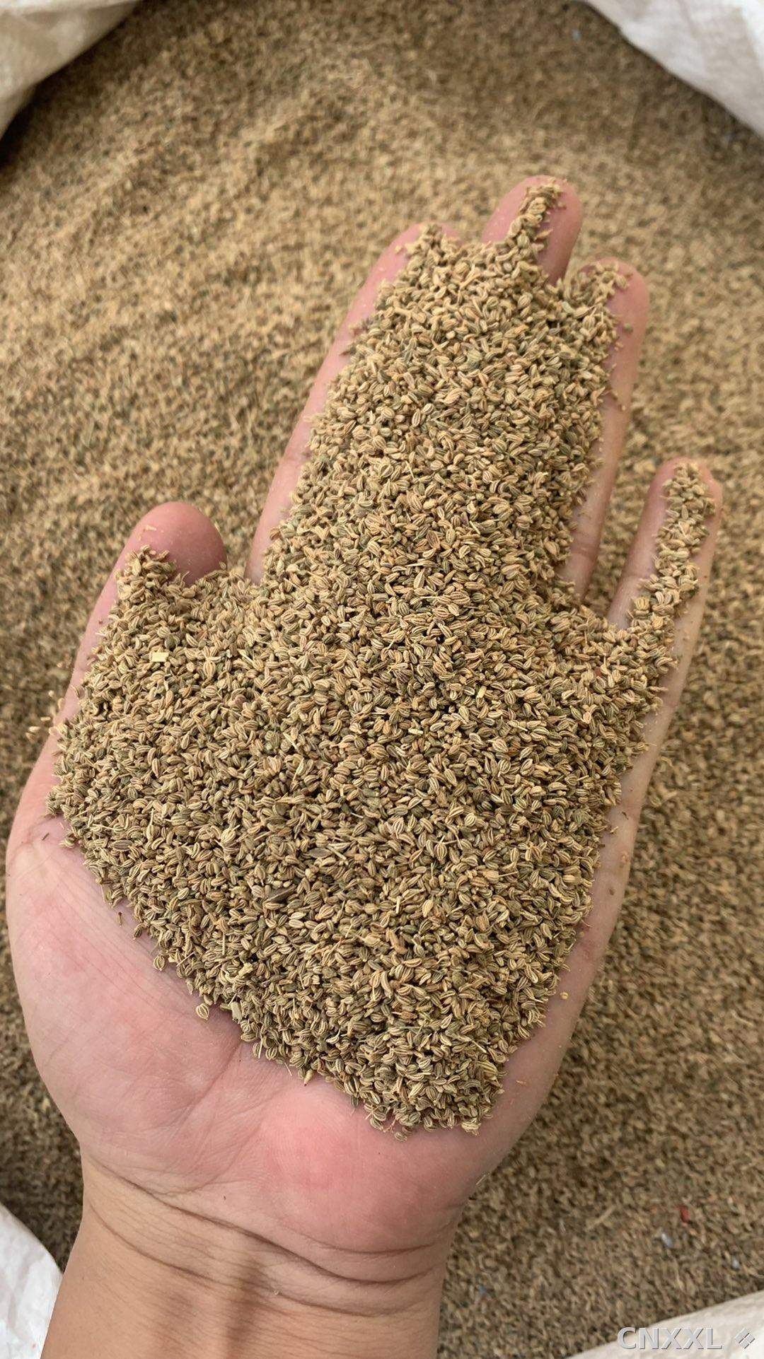 spice_13015_81443b84_2.jpg