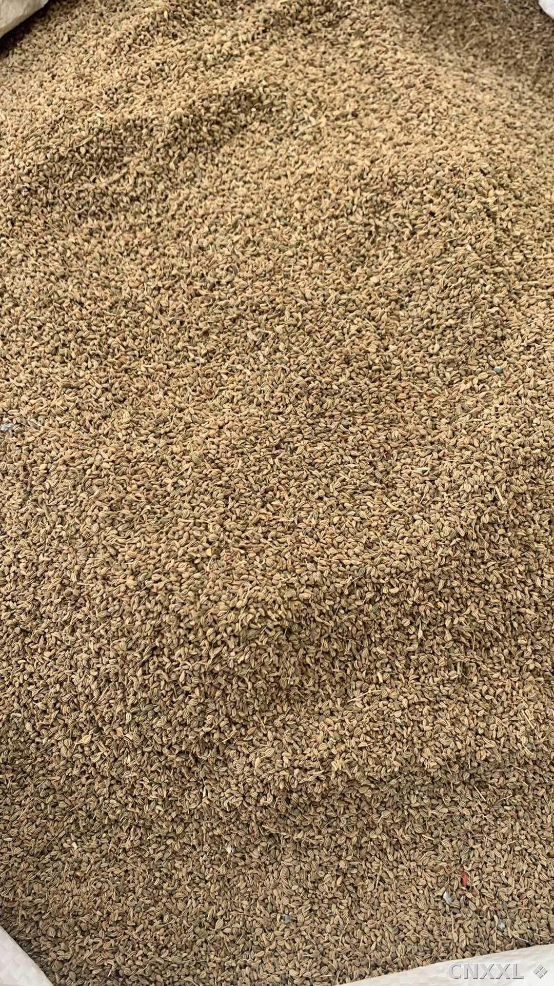 spice_13015_8b4efcbb_3.jpg