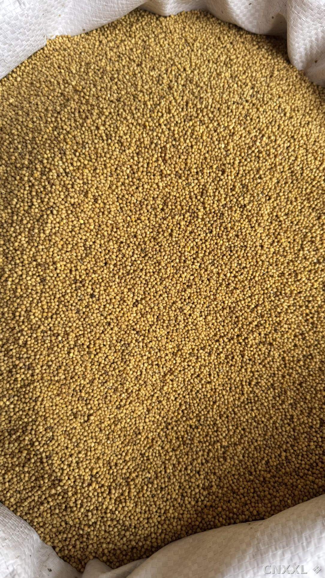 spice_13023_a7398203_3.jpg