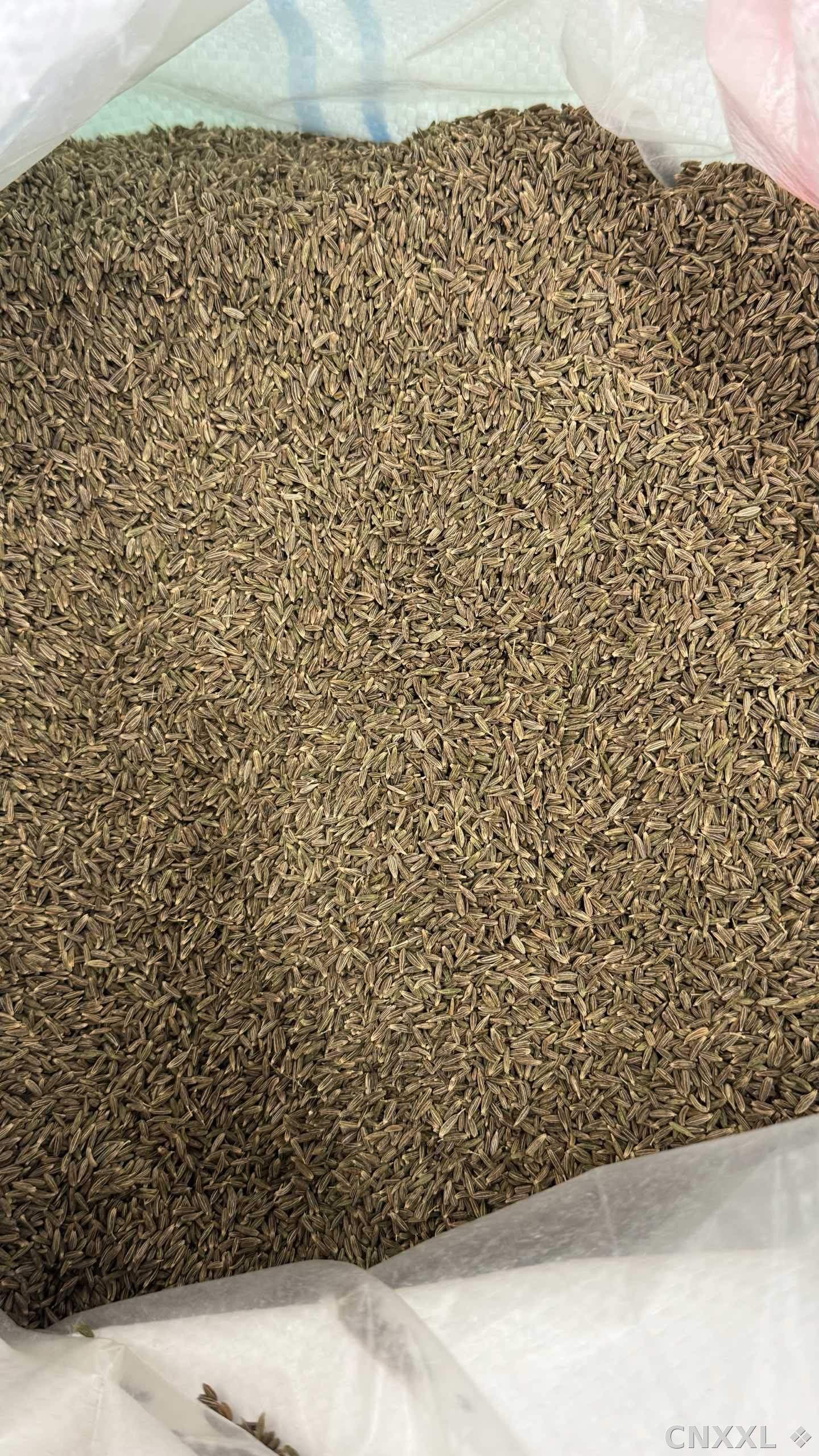 spice_13047_16fdf559_2.jpg