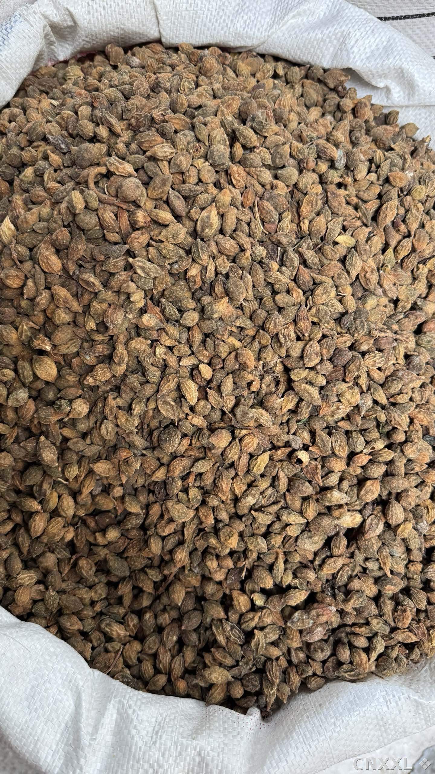 spice_13104_7011c8a9_3.jpg