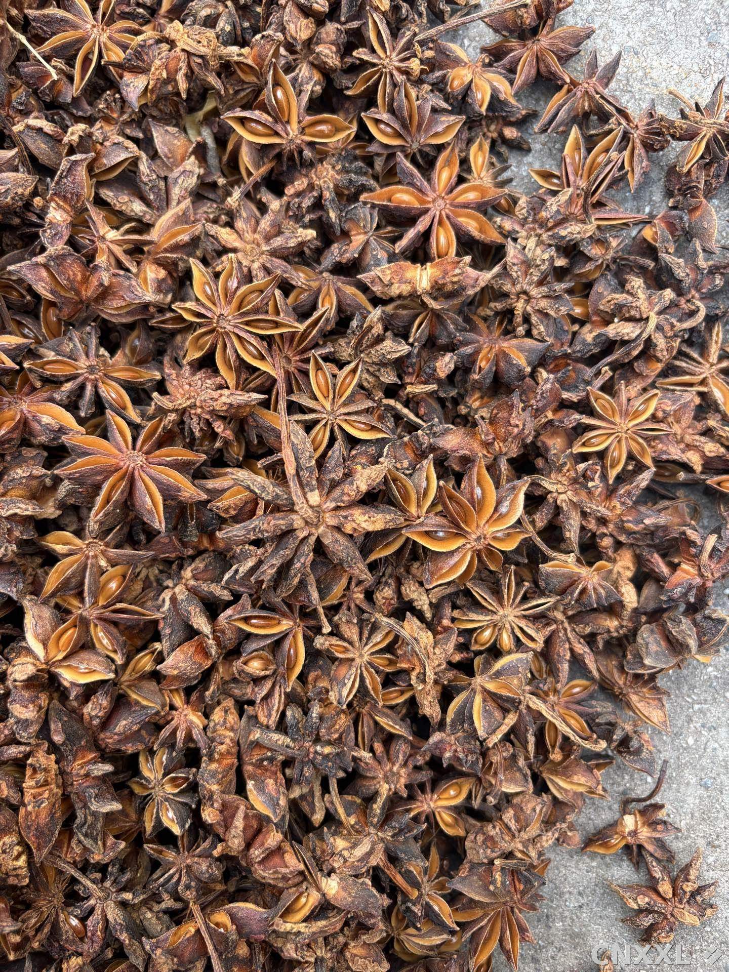 spice_1347114_bbba6d5c_3.jpg