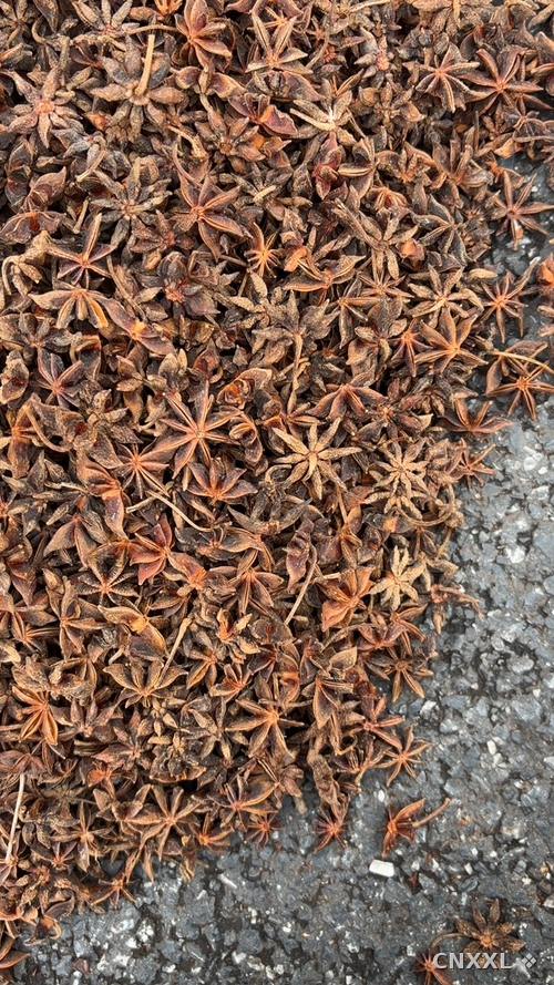 spice_13564_d3c2b6d0_1.jpg