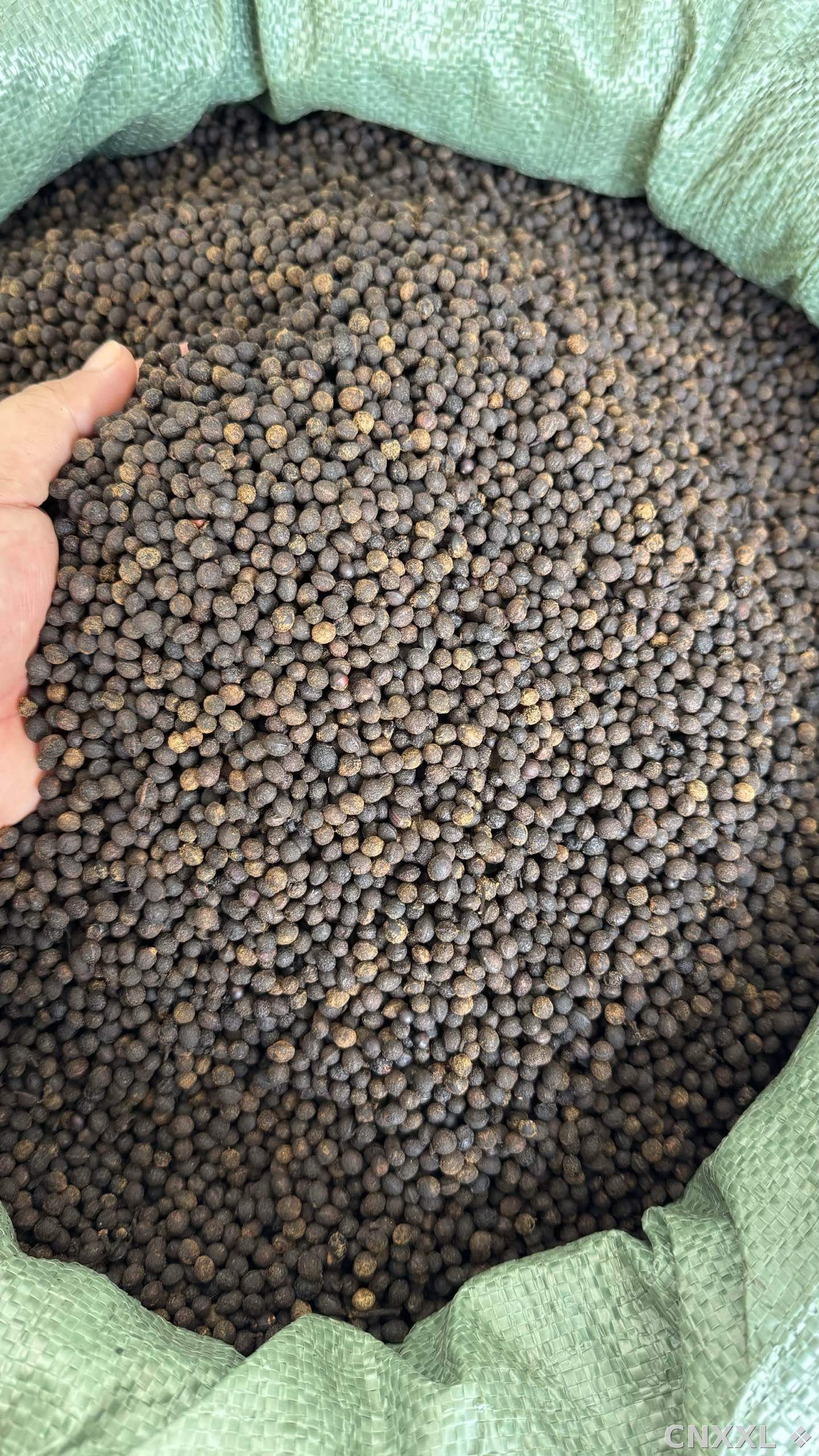 spice_1357147_60da44e8_3.jpg