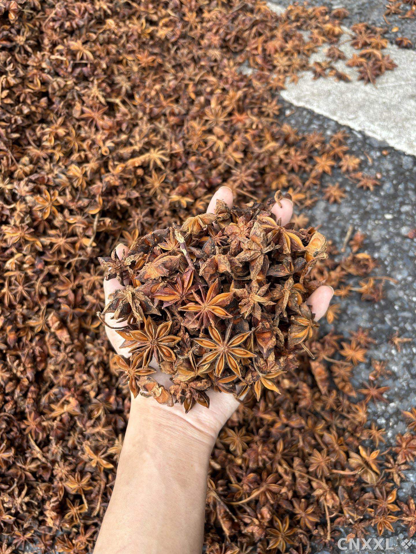 spice_13579_82ca83ad_1.jpg