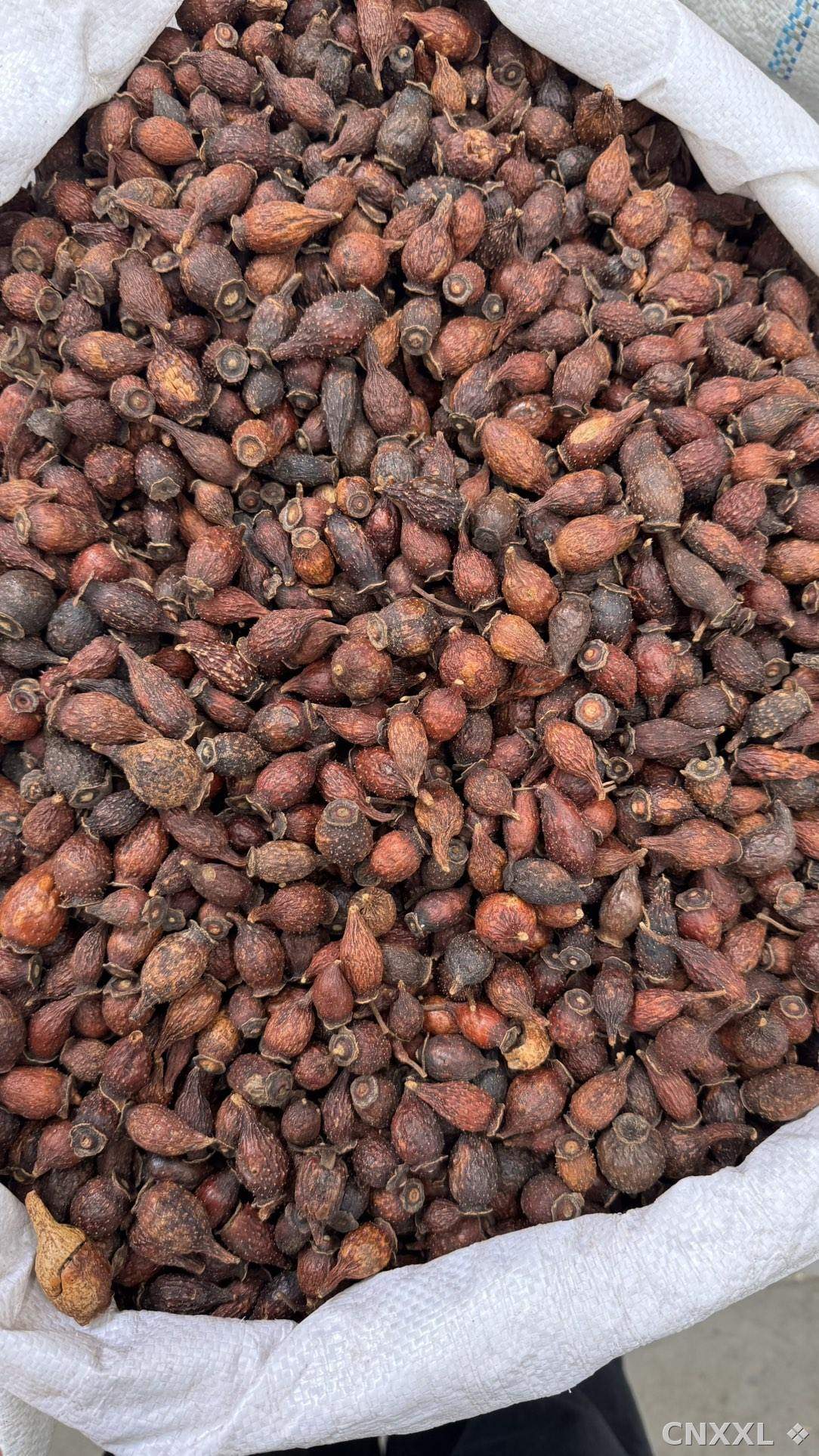 spice_13587_704329de_3.jpg