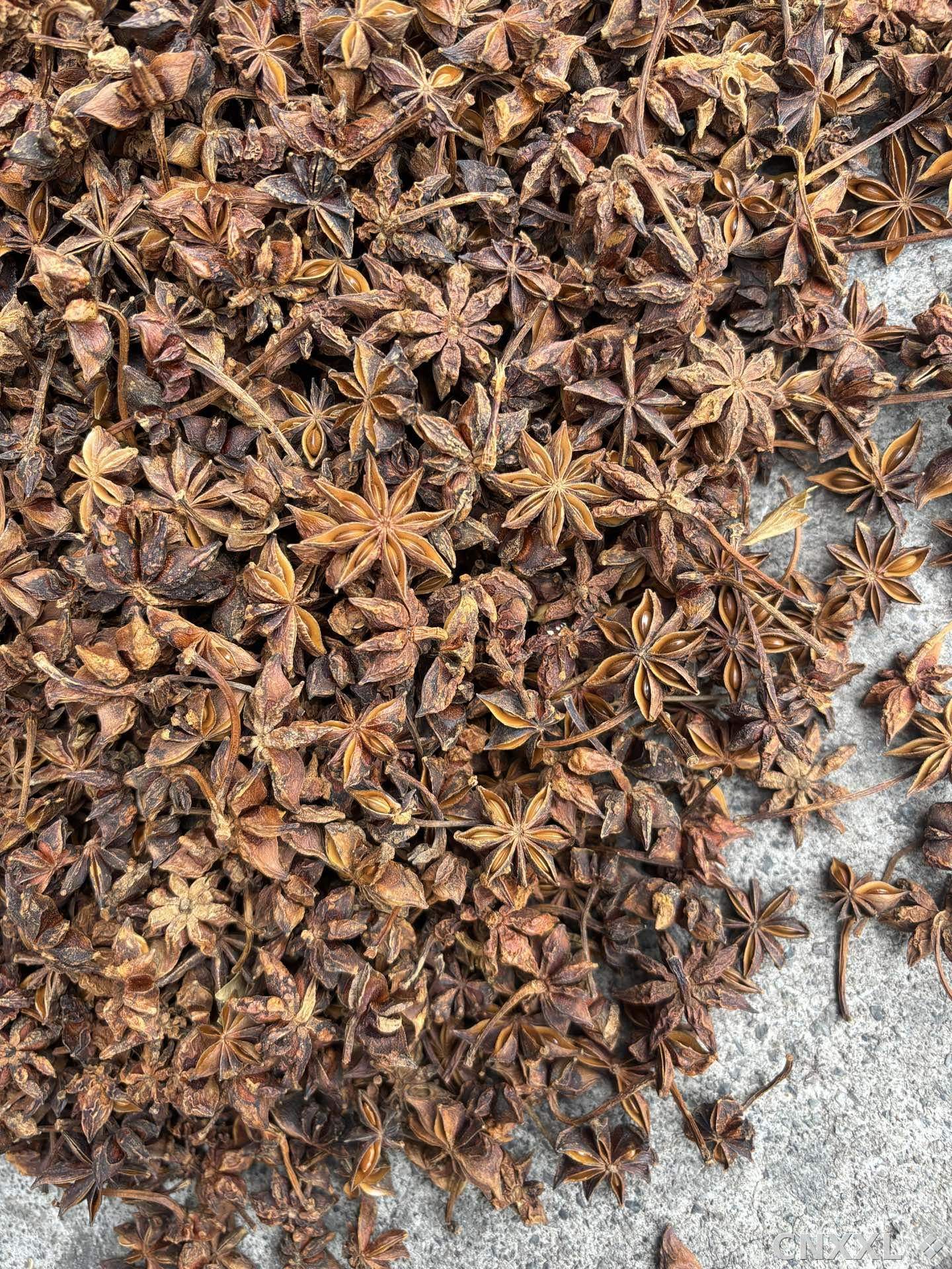 spice_13607_2c270a0d_3.jpg