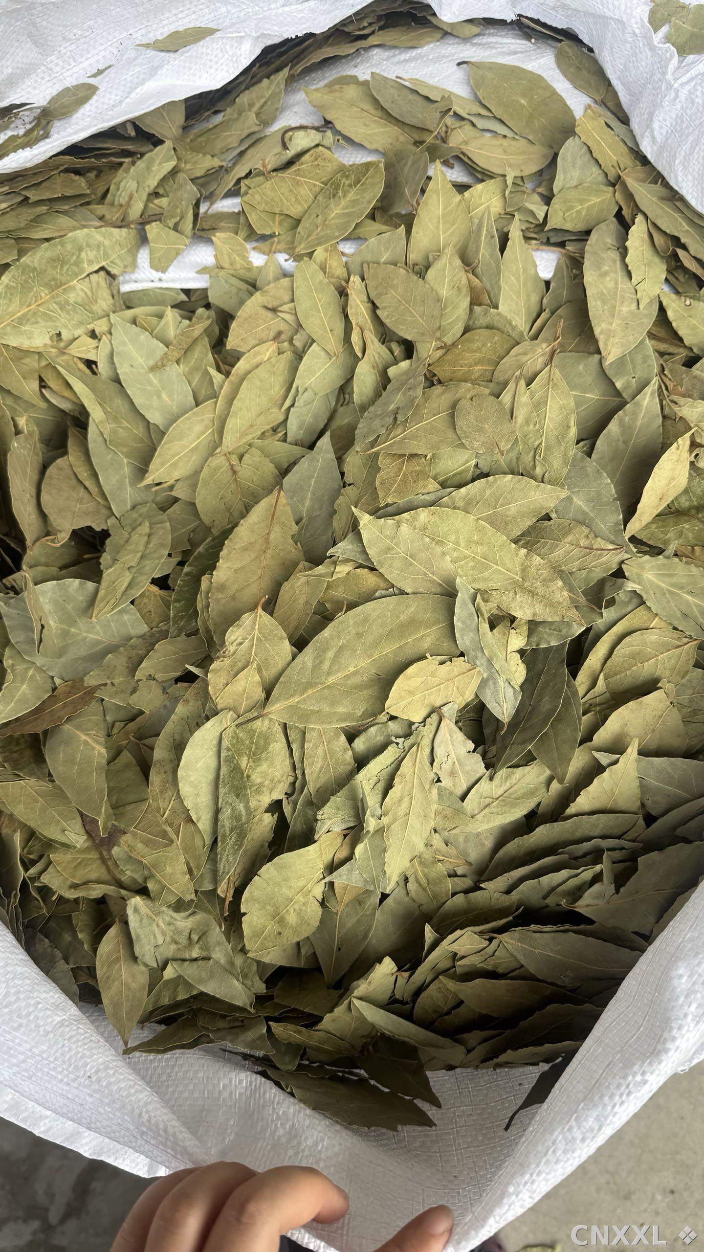 spice_13624_c0b8dda1_2.jpg
