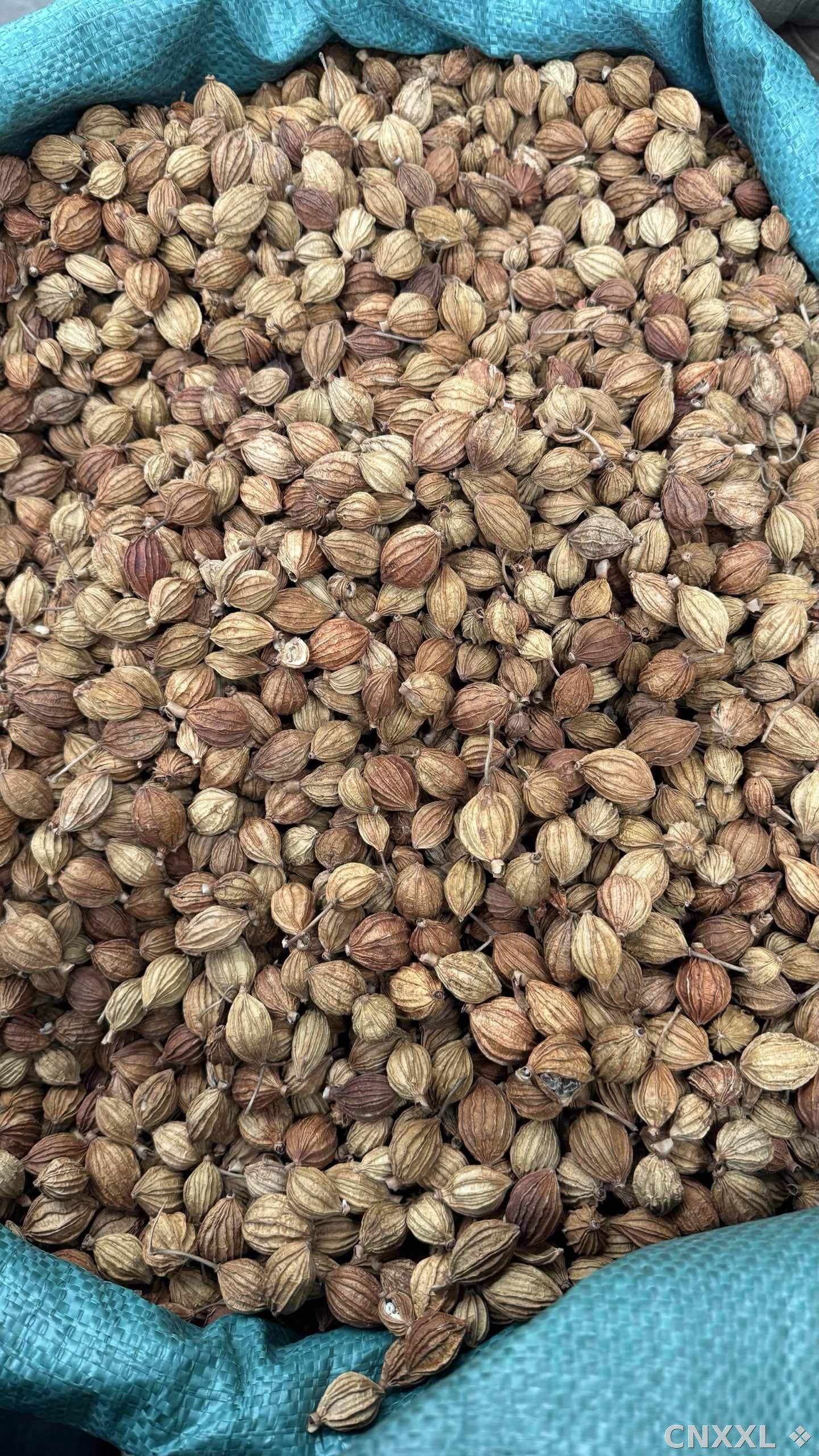 spice_13709_4b16a982_2.jpg