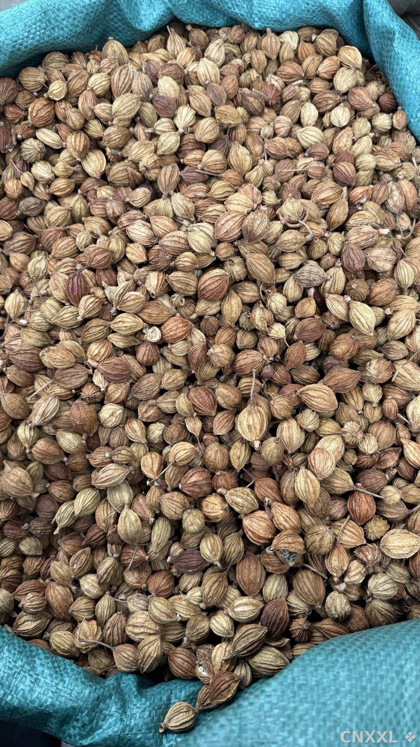 spice_13709_fe1766b6_3.jpg