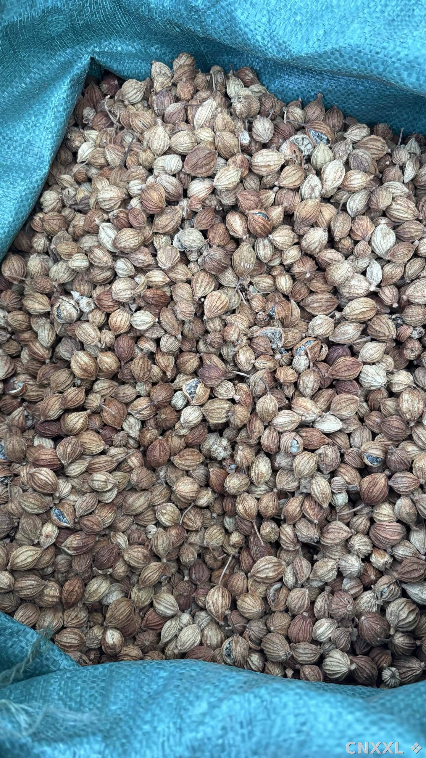spice_13710_cfe874fd_3.jpg