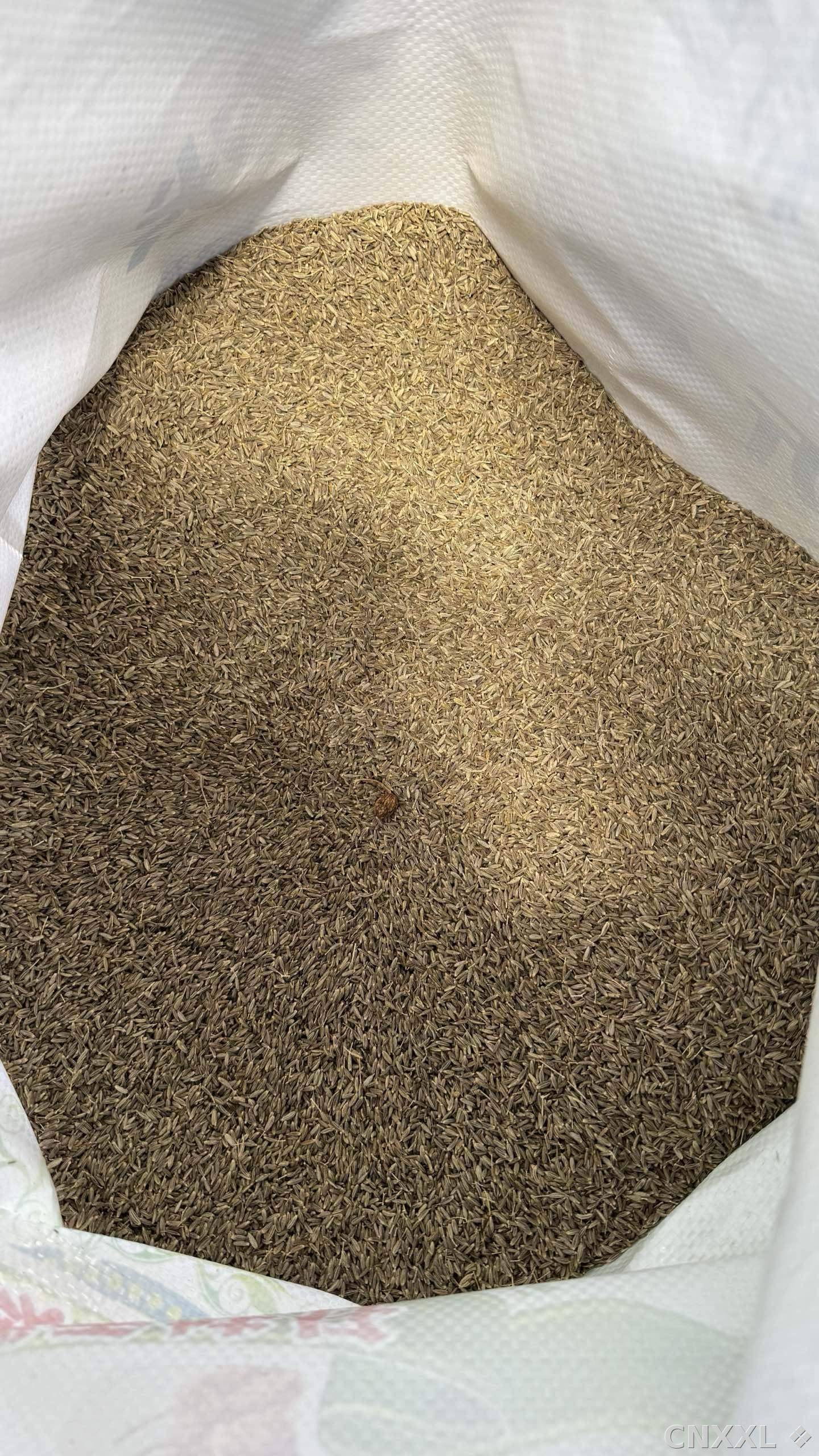spice_1377264_49e5b11d_2.jpg