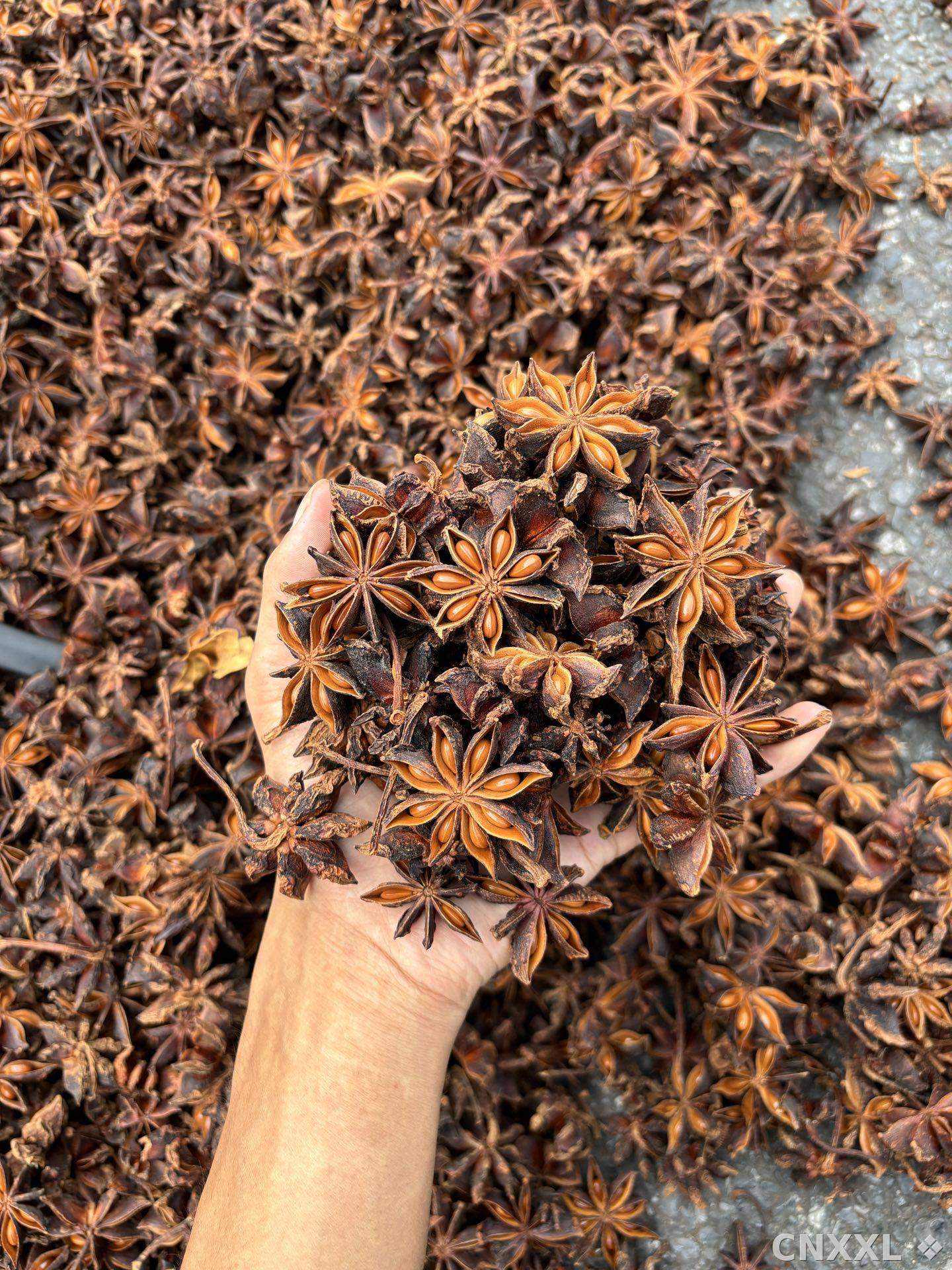 spice_138792_44a0350c_1.jpg