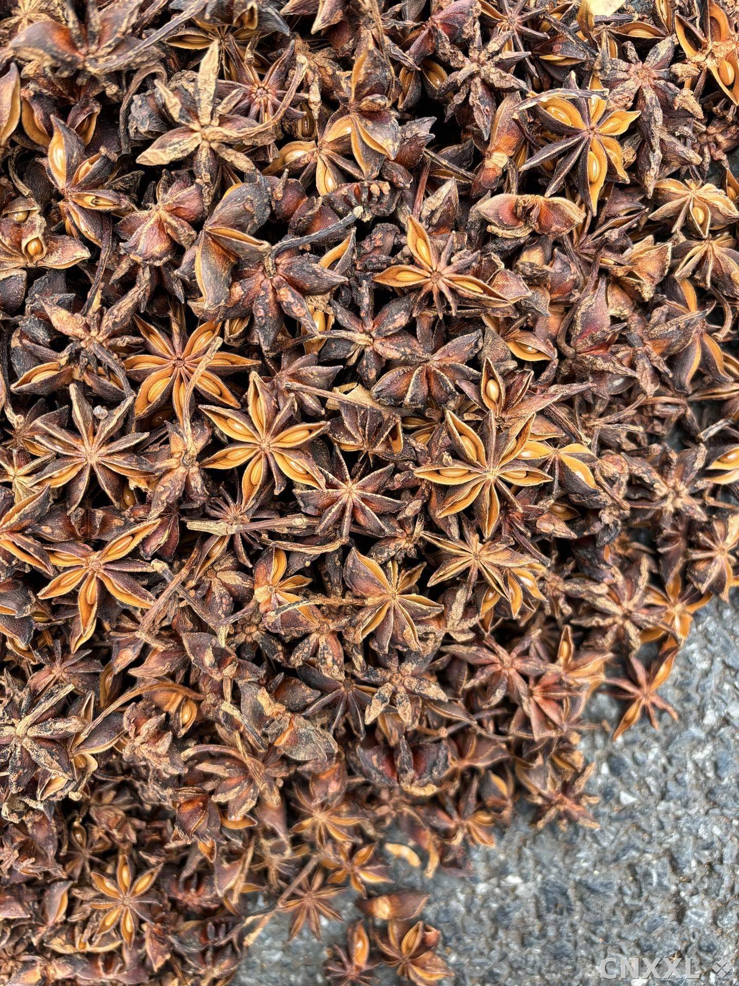 spice_138810_7639fc60_3.jpg