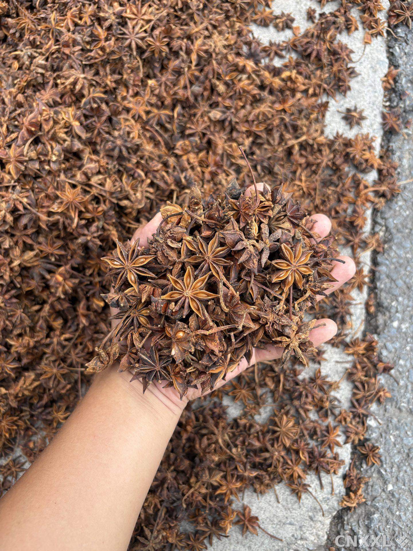 spice_14168_bf4997fa_2.jpg