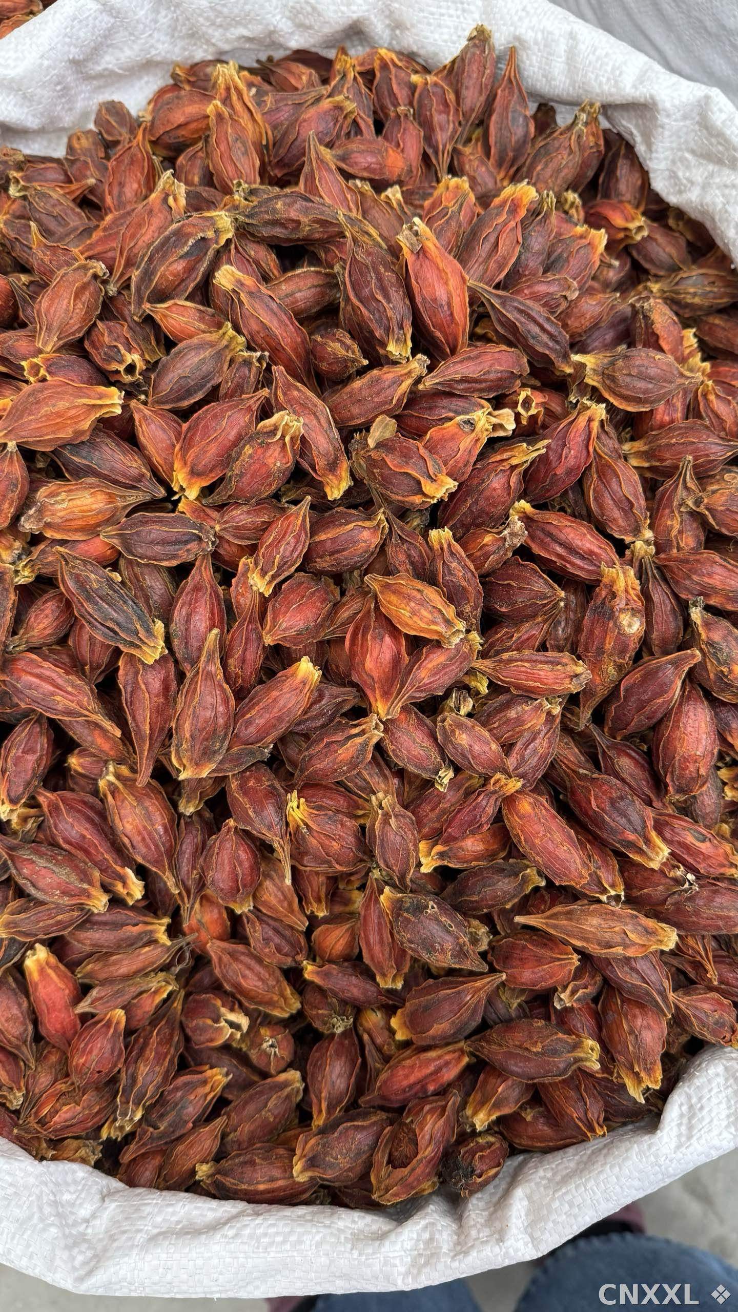 spice_14179_31f9a05b_3.jpg