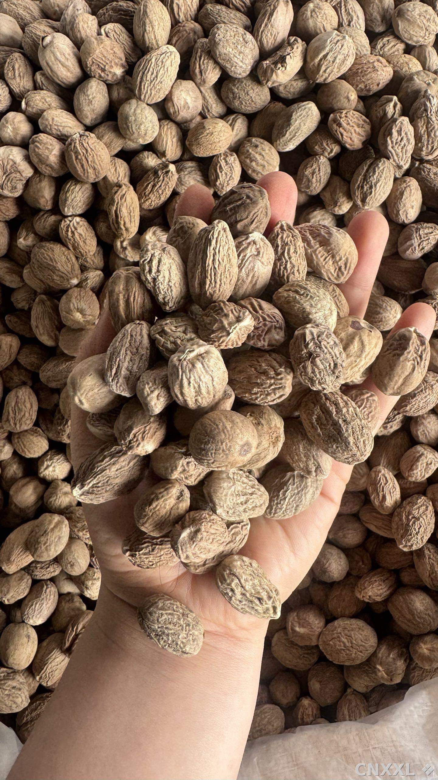 spice_14424_c503e96e_2.jpg