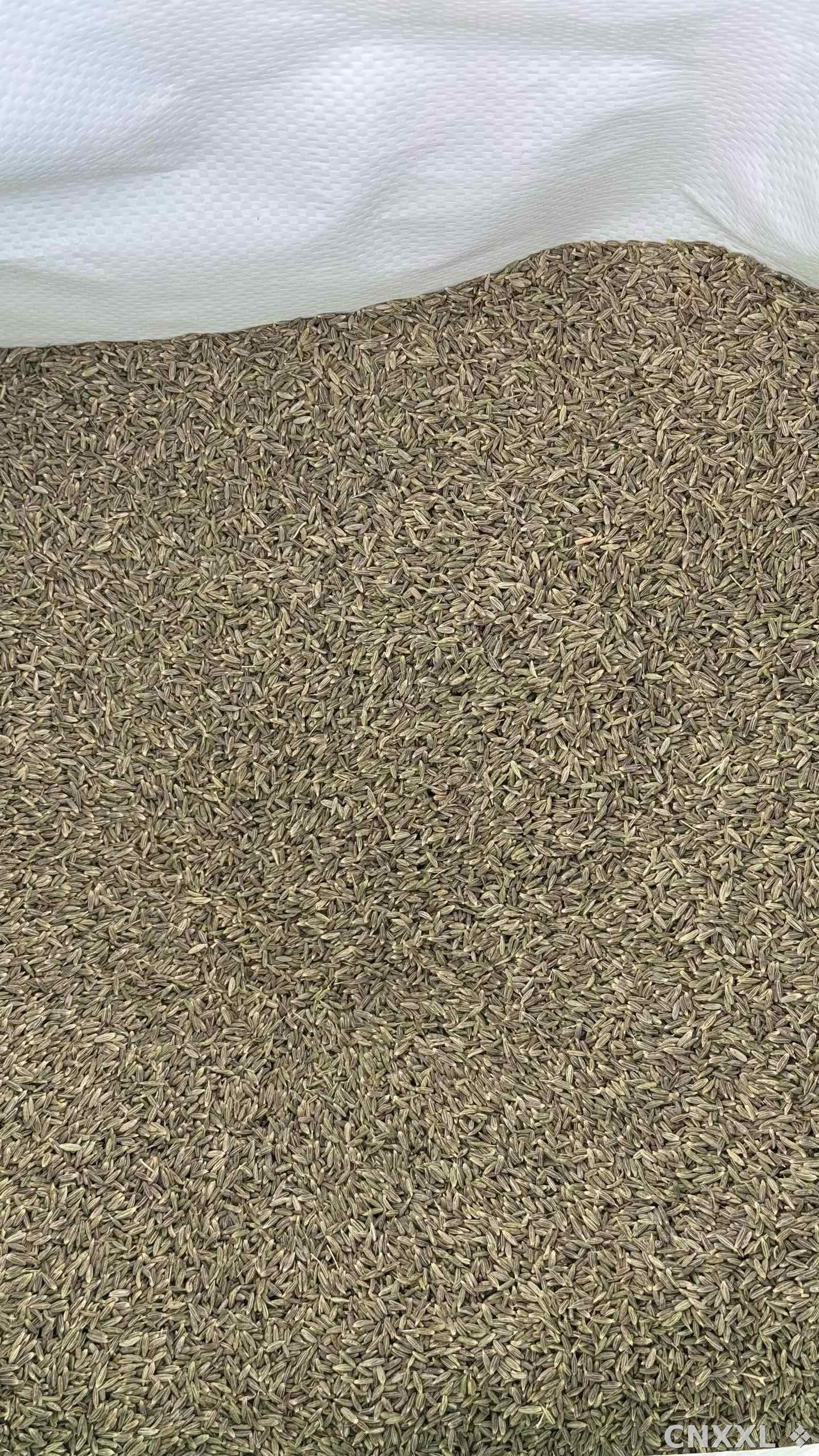 spice_1452725_6586839e_2.jpg