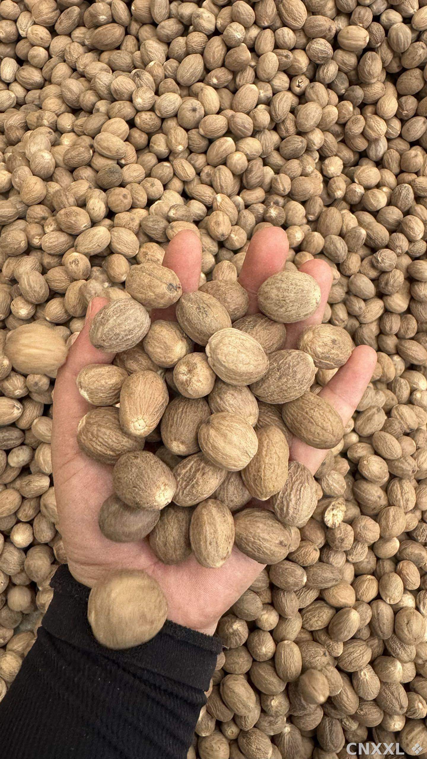 spice_1457772_ef92d3c8_1.jpg
