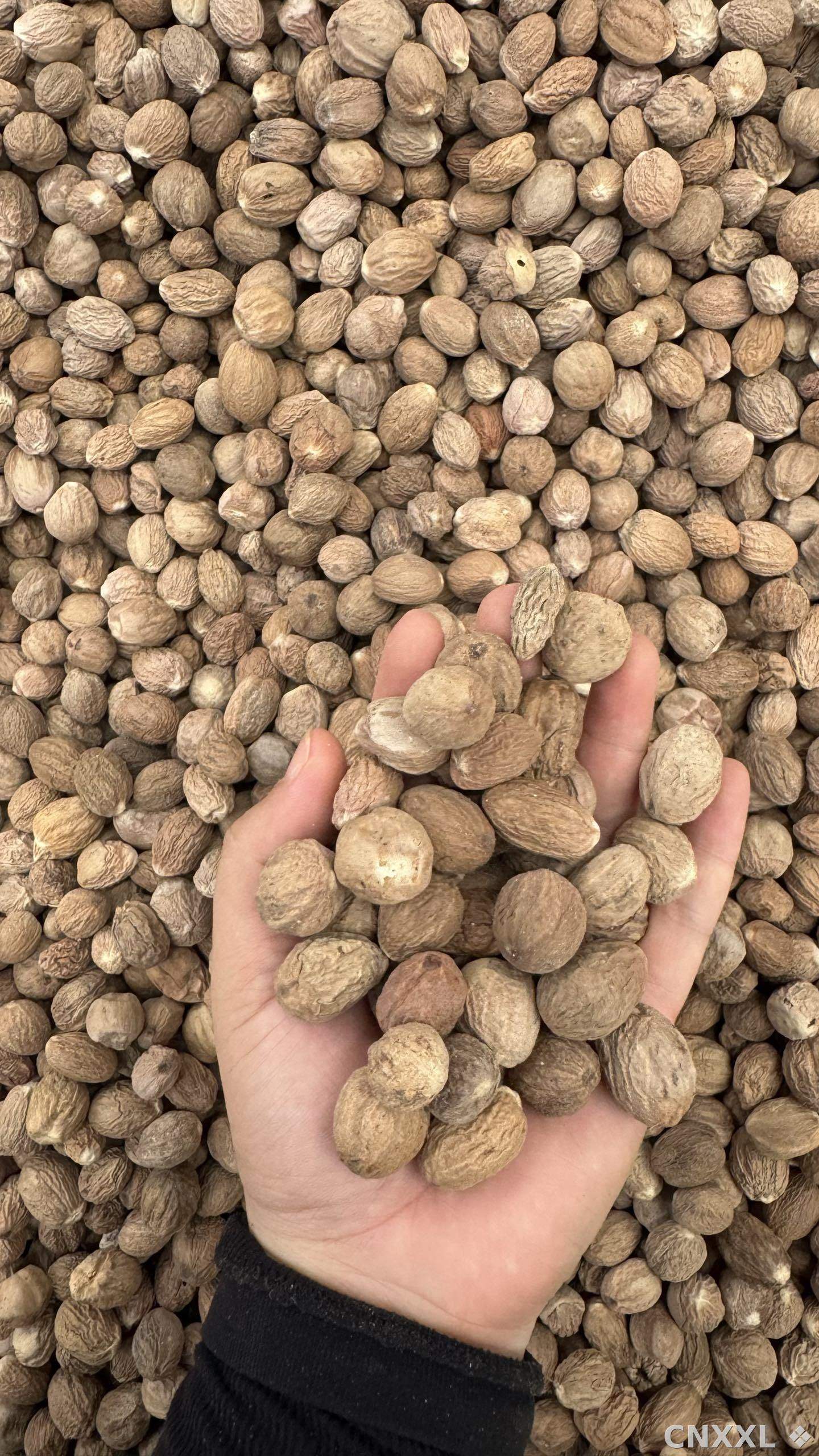 spice_1457773_1005e4b2_1.jpg