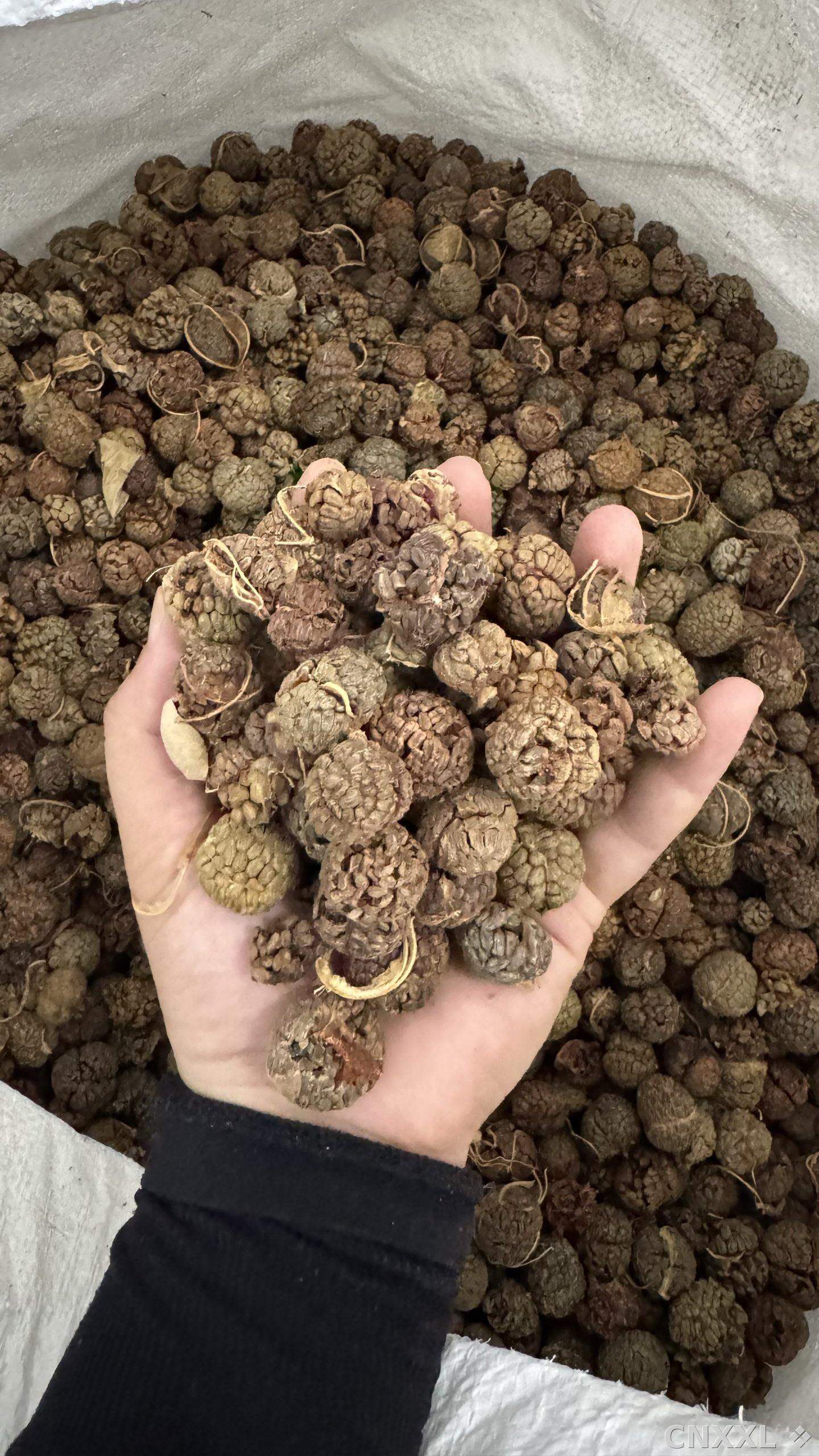 spice_1457775_faf685f0_2.jpg