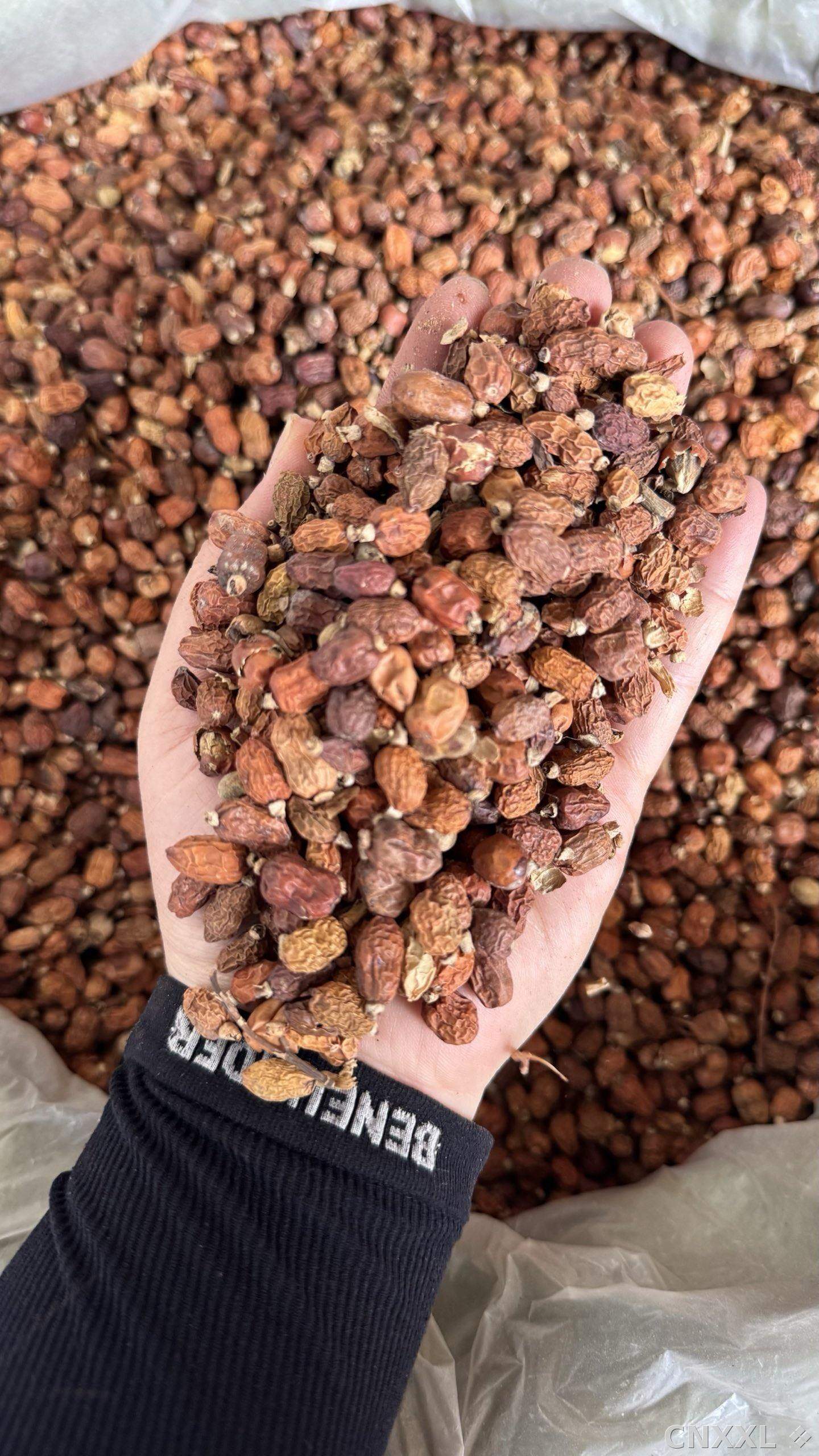 spice_14860_02f0945c_2.jpg