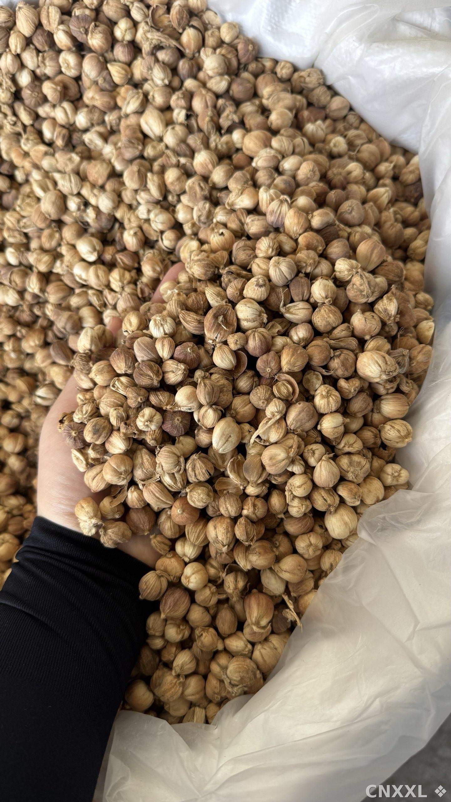 spice_14861_03e4e227_3.jpg