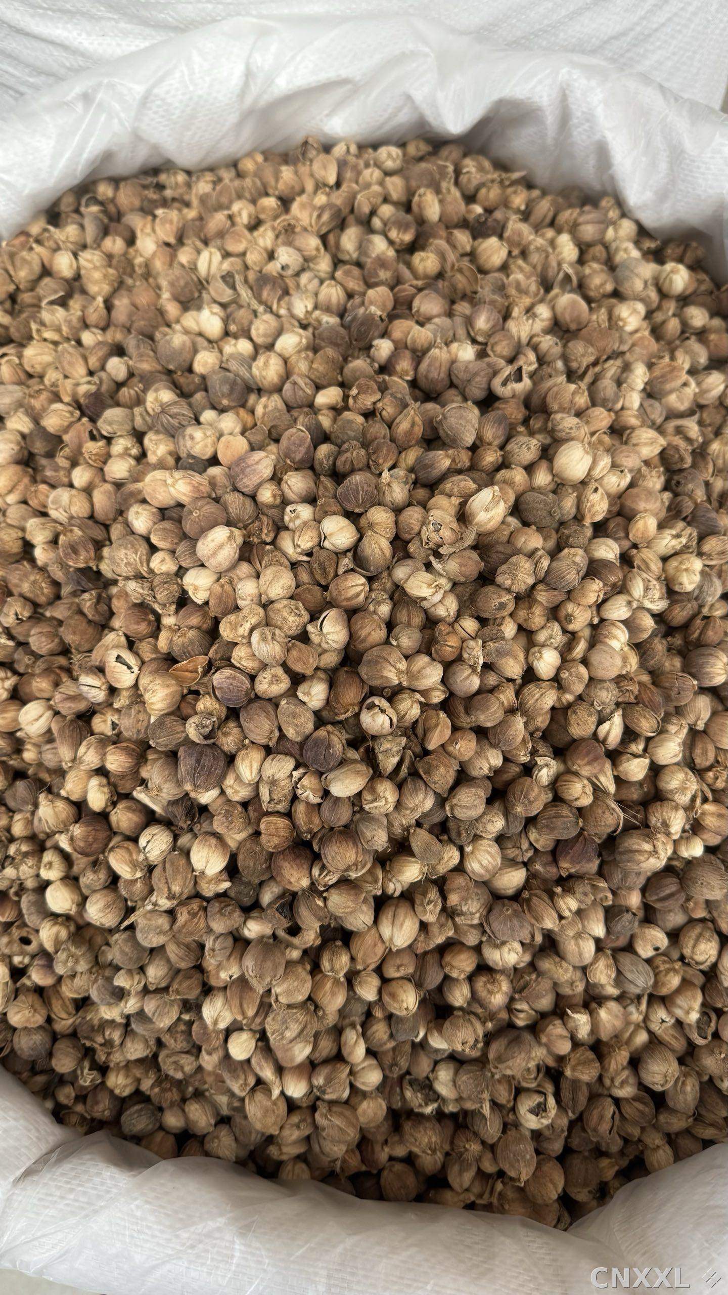 spice_148770_186b8925_3.jpg