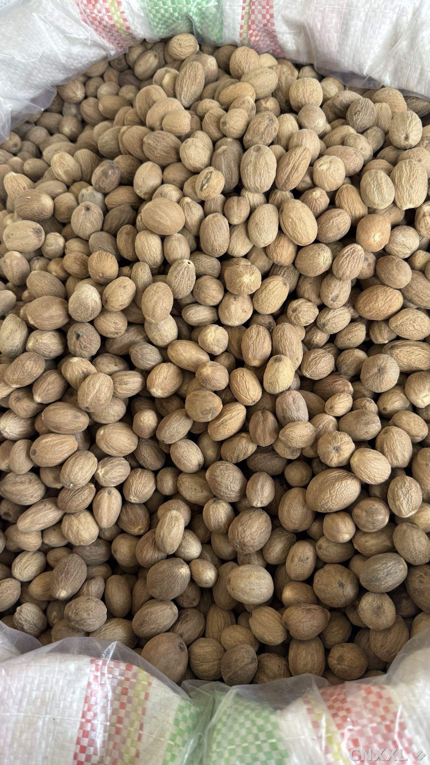 spice_14894_0fd77b4d_3.jpg