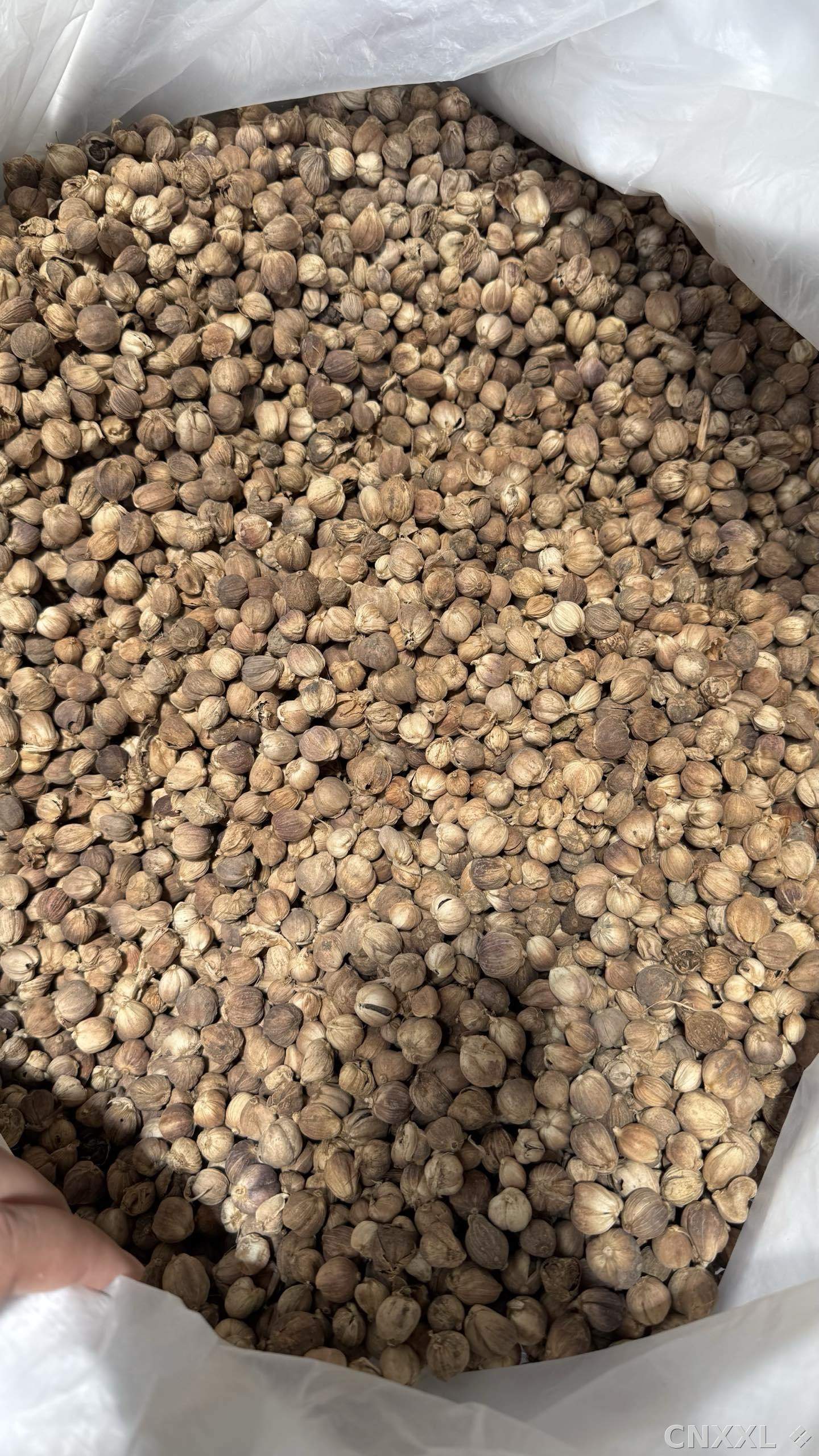 spice_14925_f045278f_3.jpg