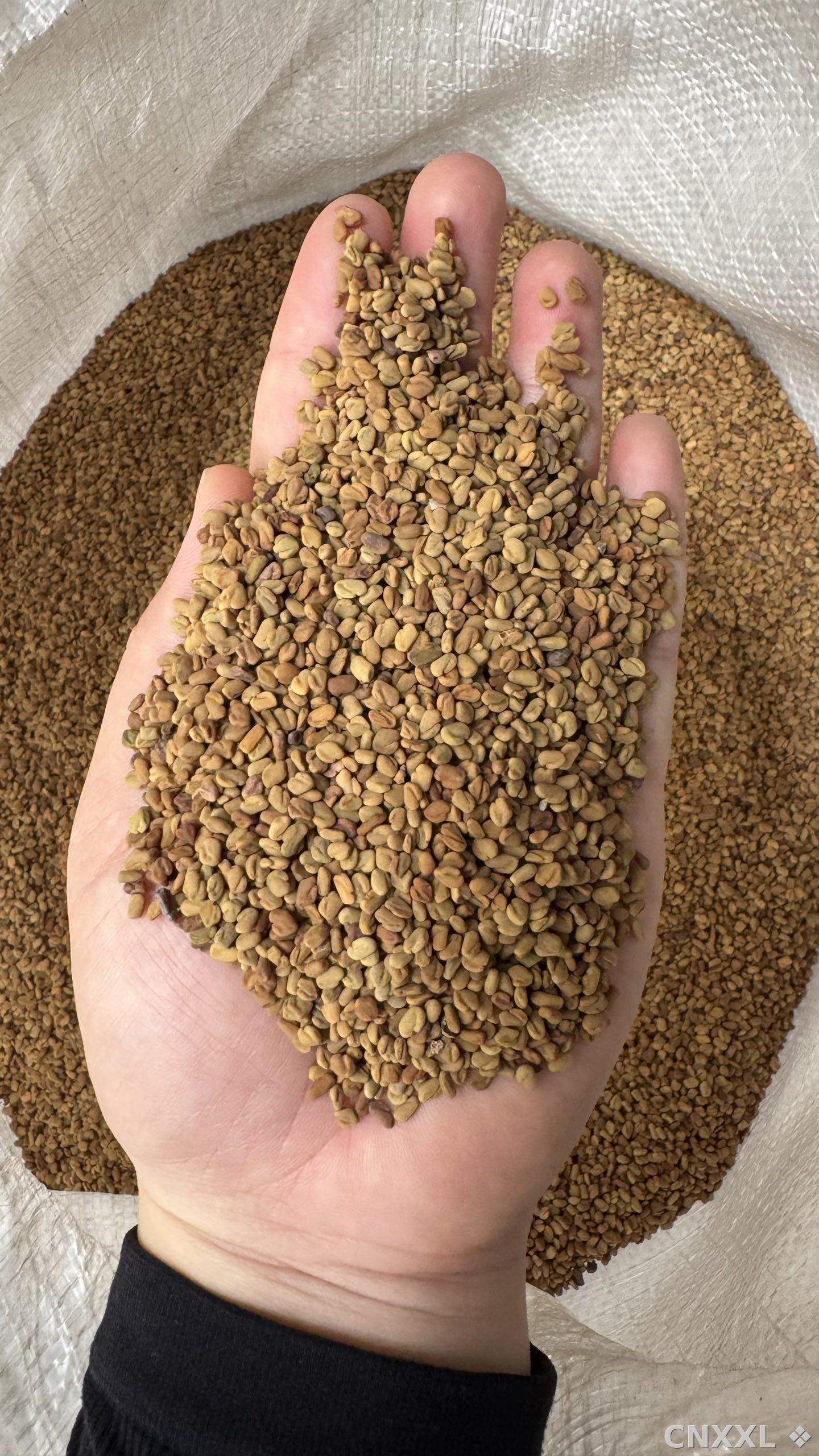 spice_1548515_81f70572_2.jpg