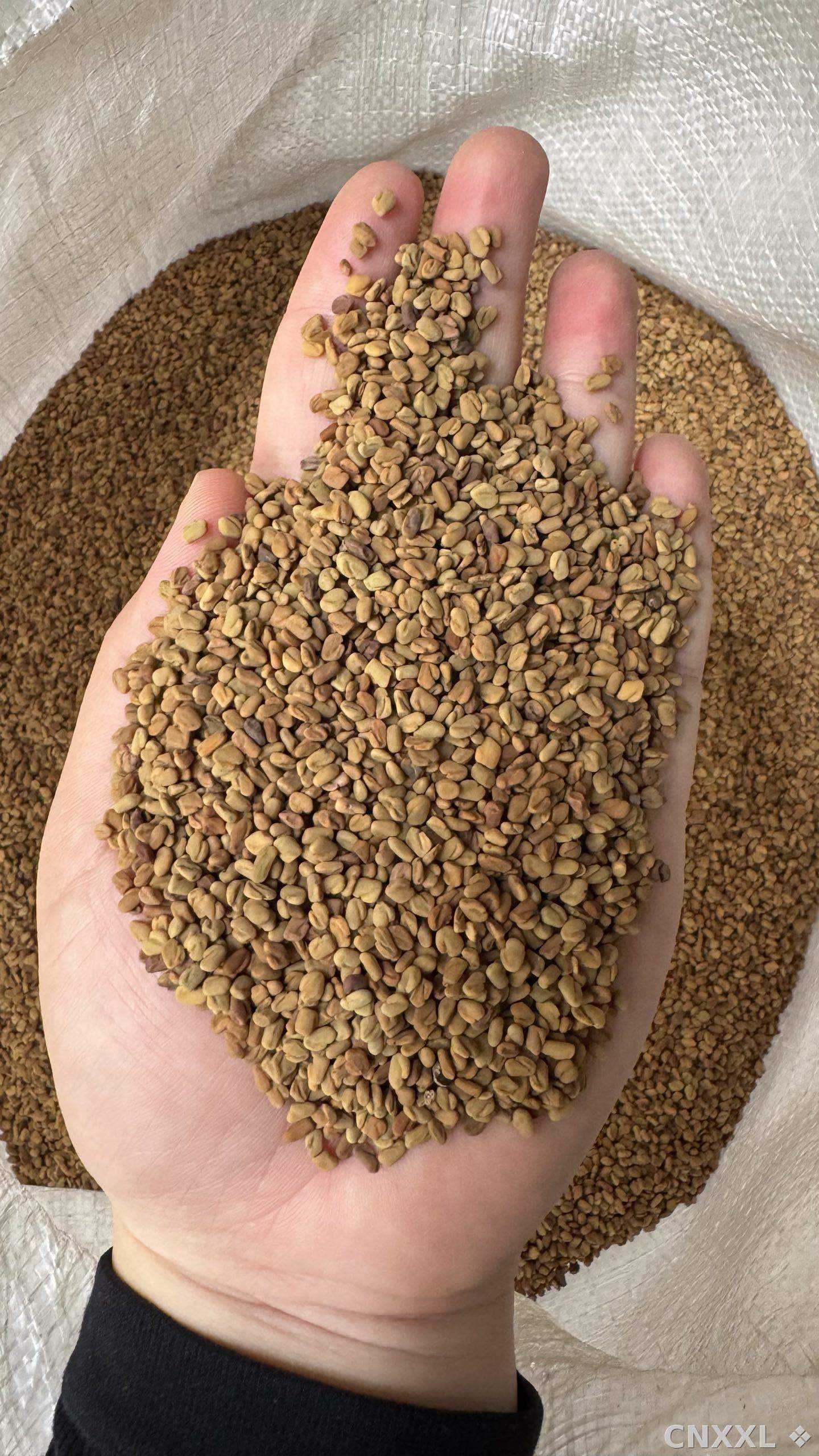spice_1548515_97e281a2_1.jpg