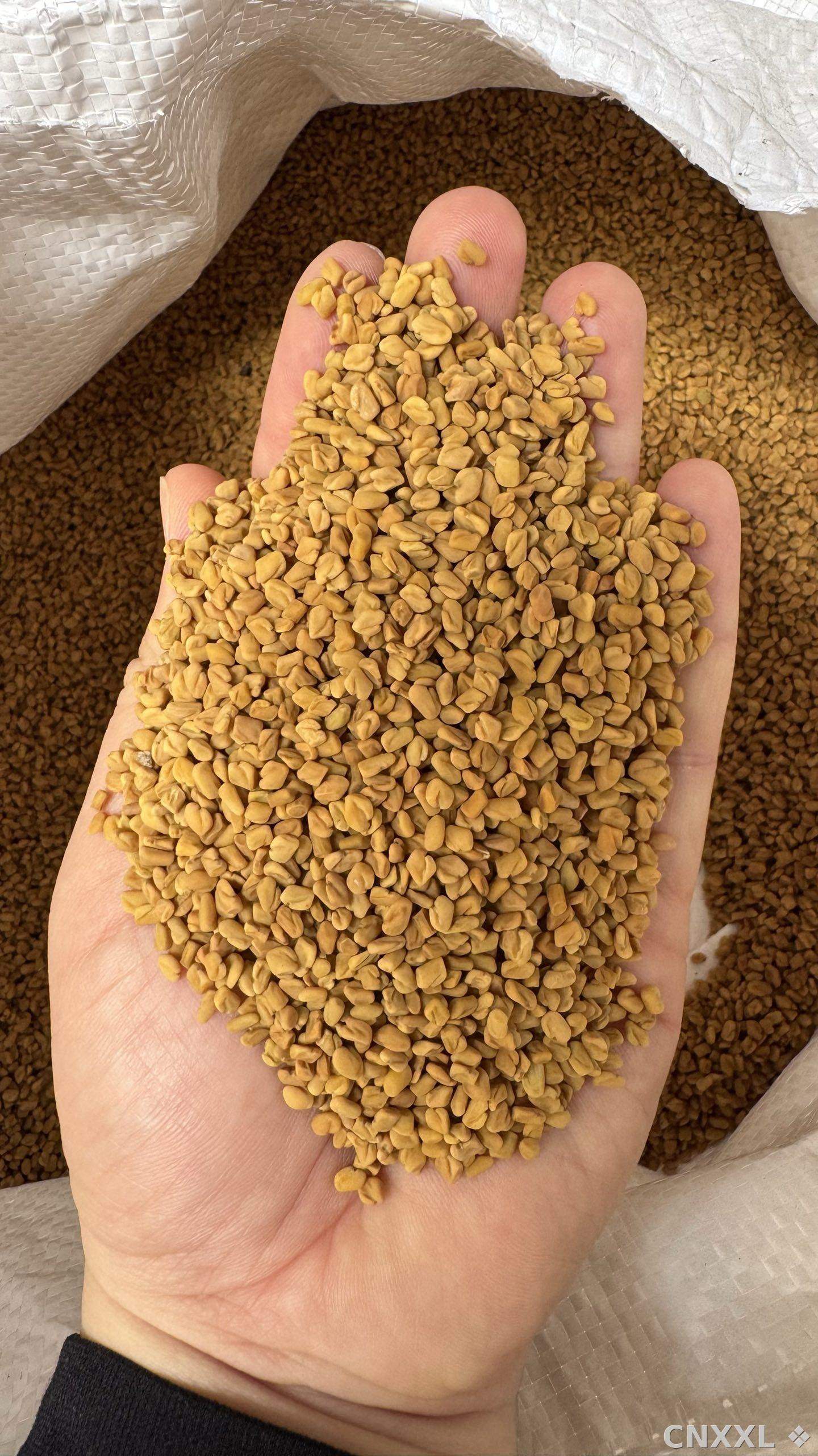 spice_1548516_0b523bae_1.jpg