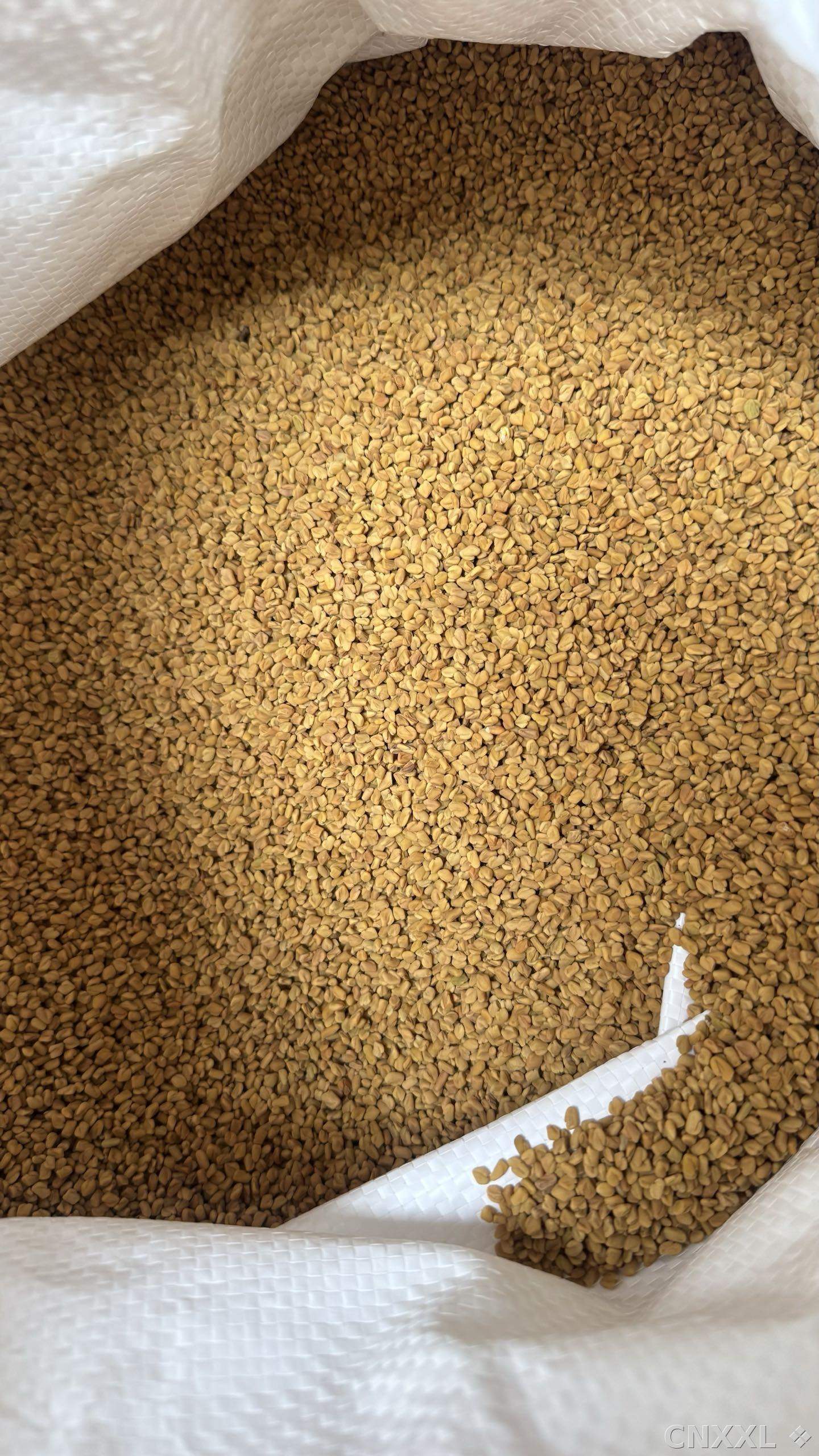 spice_1548516_4460ee85_3.jpg