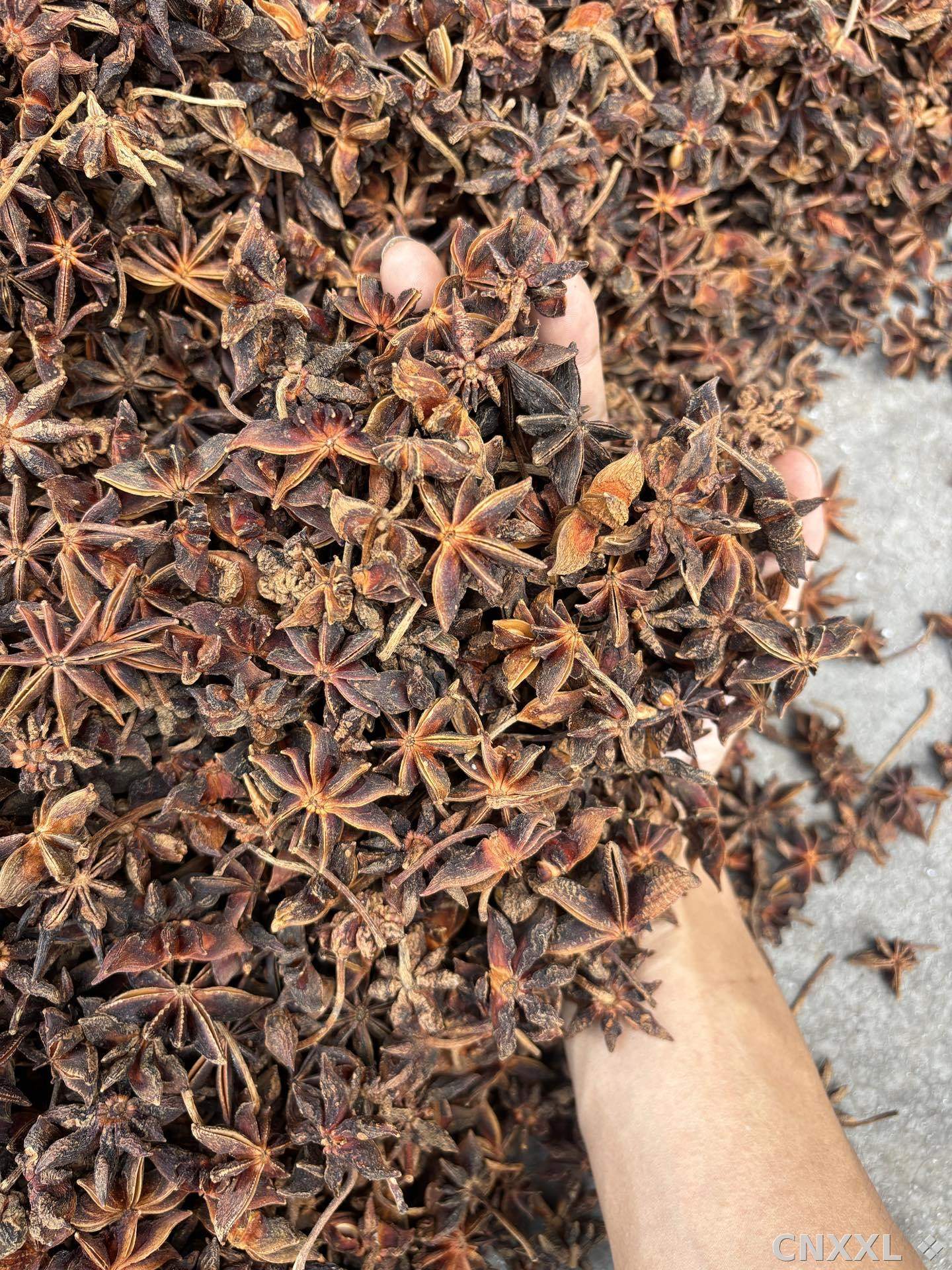 spice_15860_1dd4bdd3_3.jpg