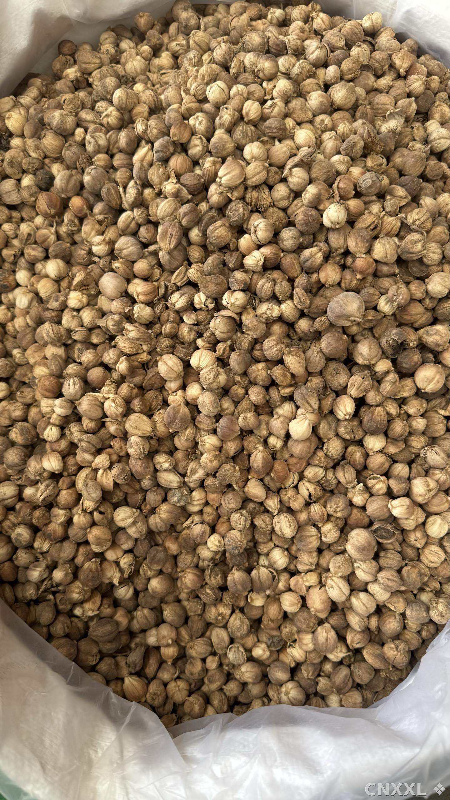 spice_15973_93c7a725_3.jpg
